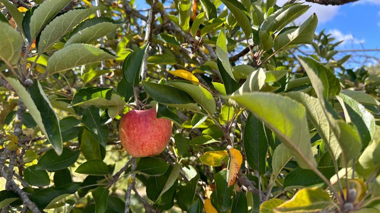 Finca Can Bagur Ventolra