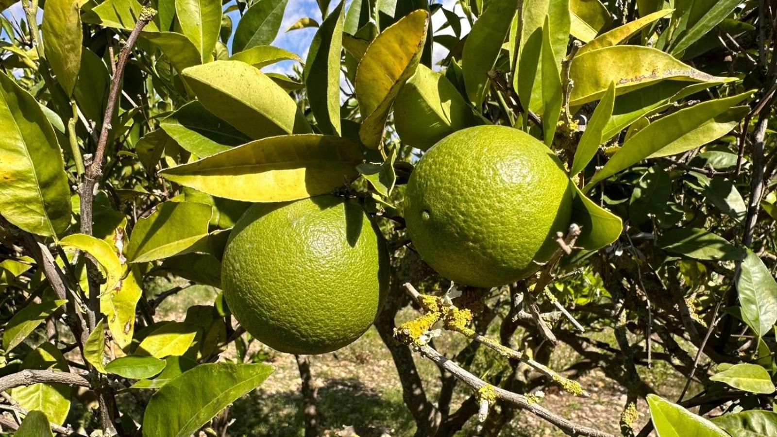 Finca Can Bagur Ventolra