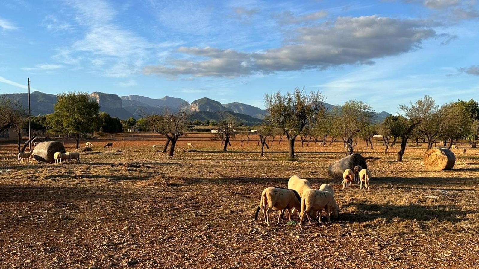 Finca Can Bagur Ventolra