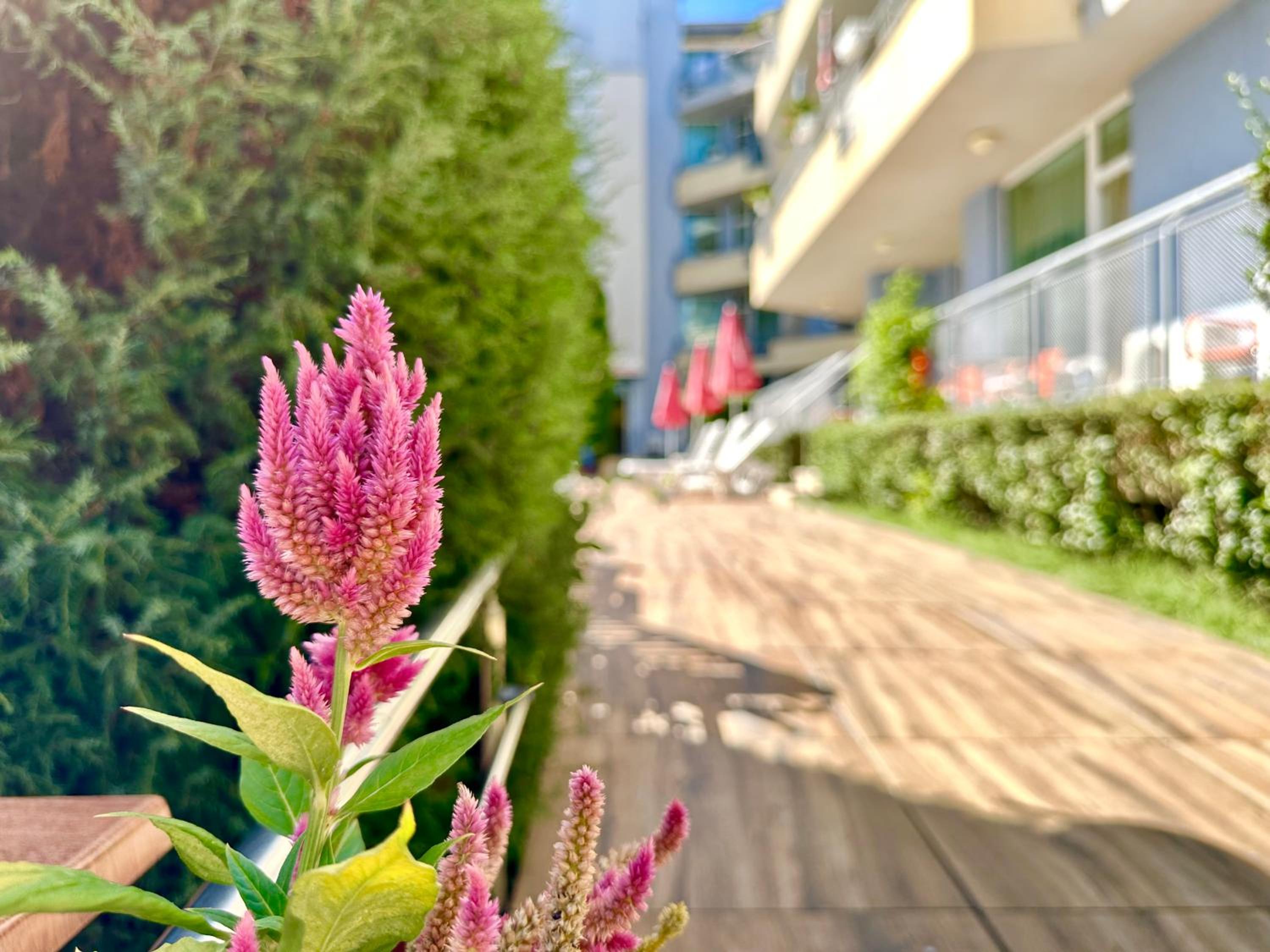 Favorit - Menada Apartments