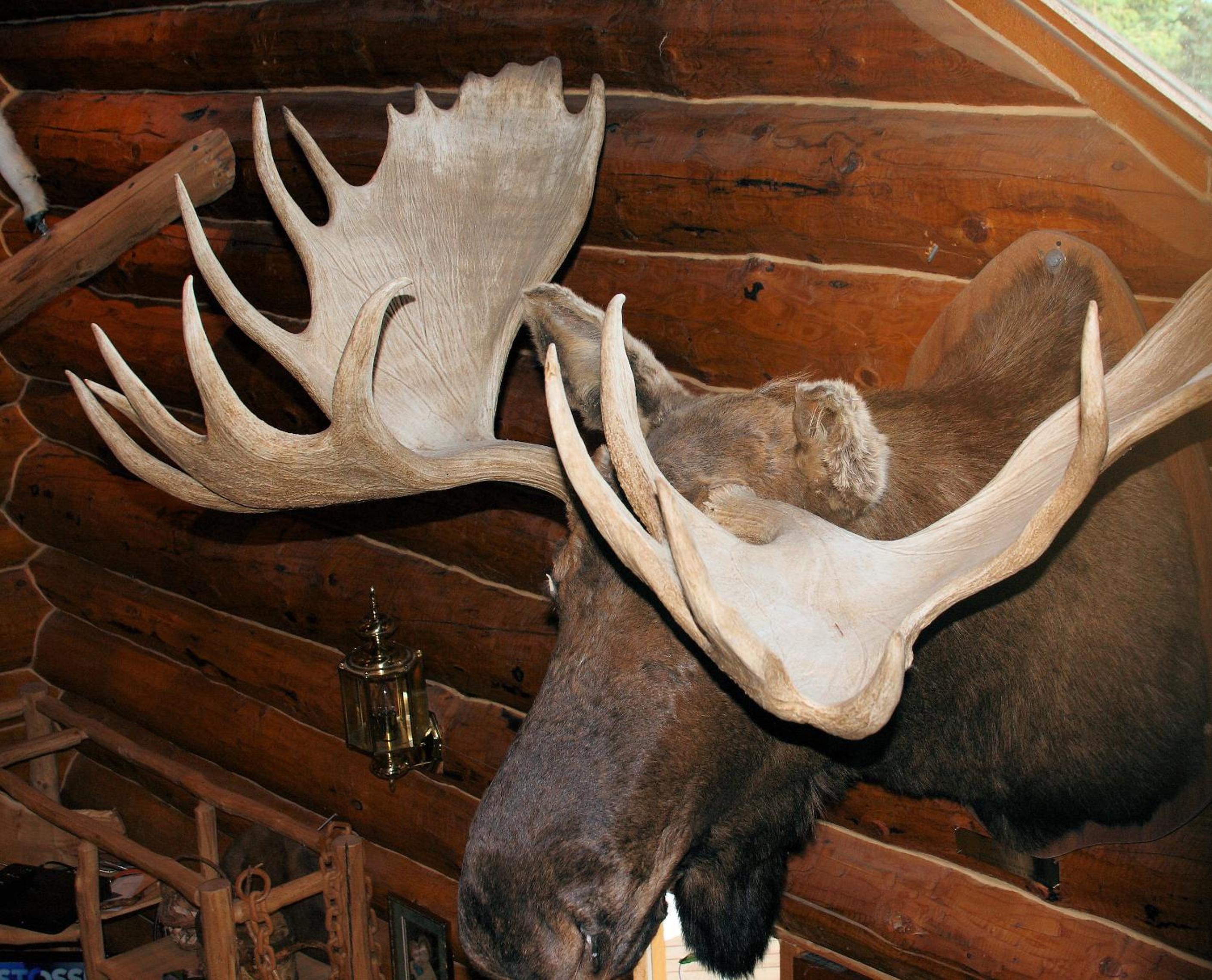 Wise Old Hunter Lodge - Property Image 4