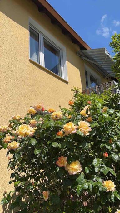 near Düsseldorf Messe and Airport, two Bedrooms, Parking, Kitchen and Garden