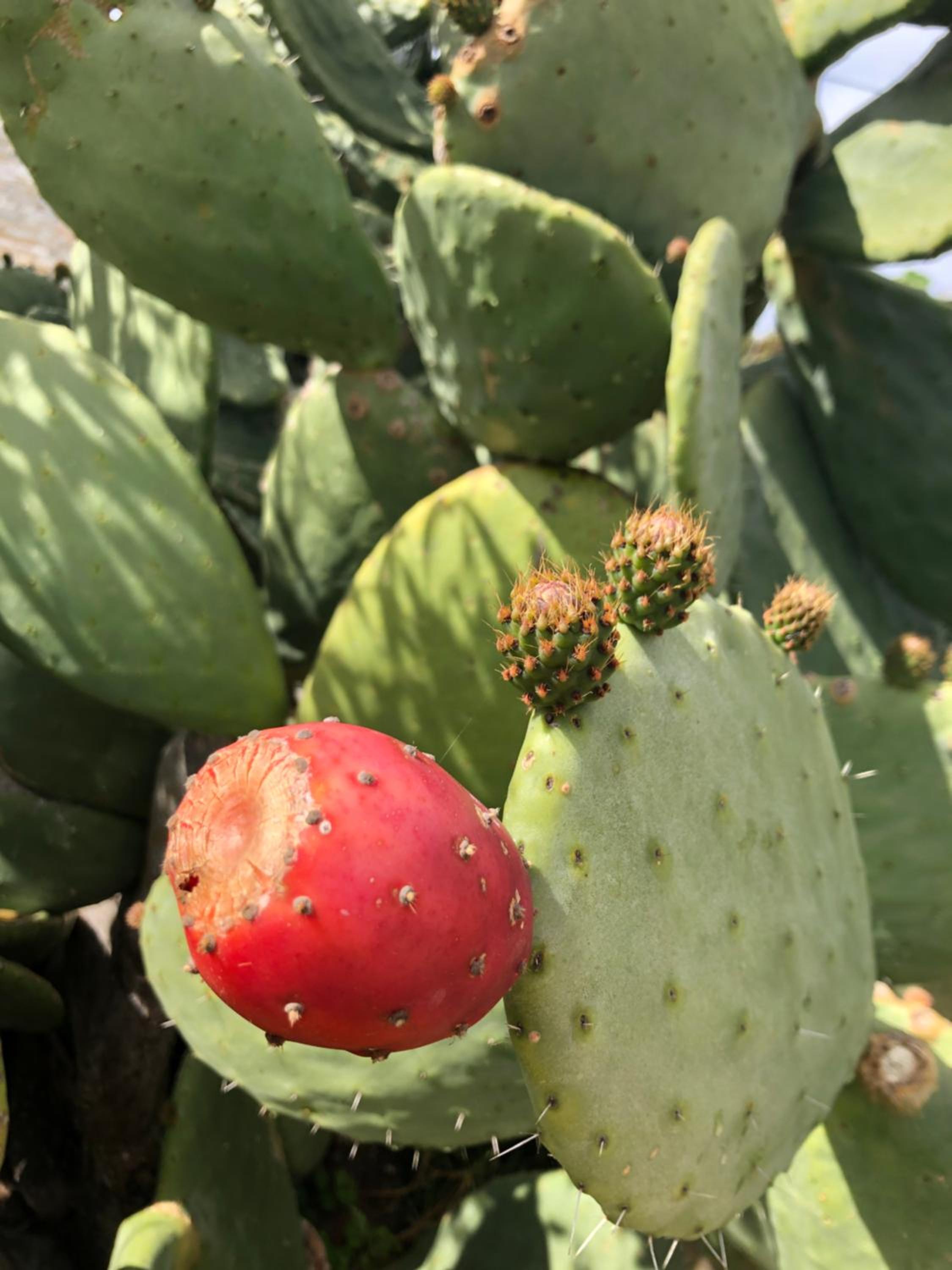 Fiore di Machja