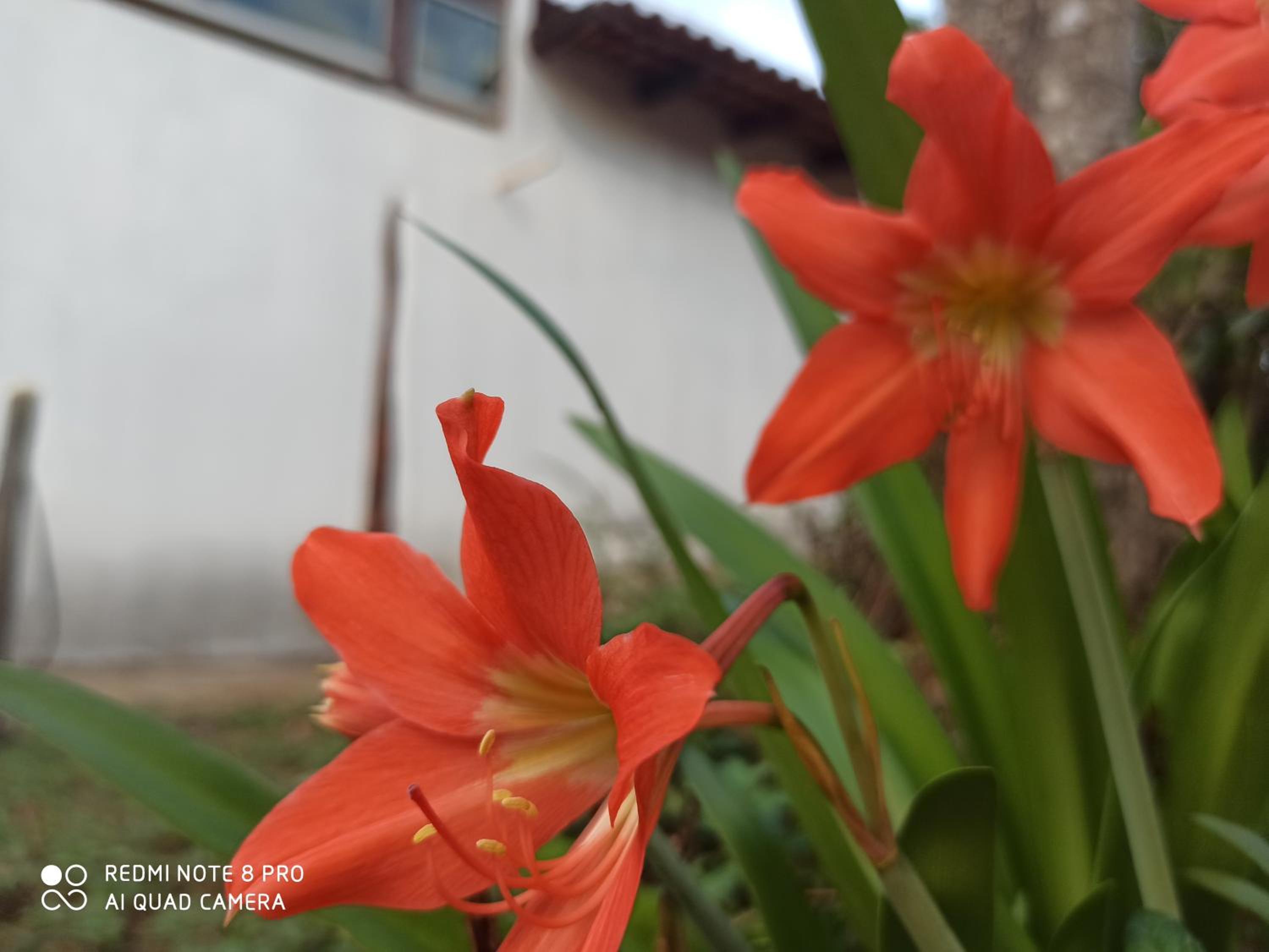 Casa com piscina em São Jorge Go