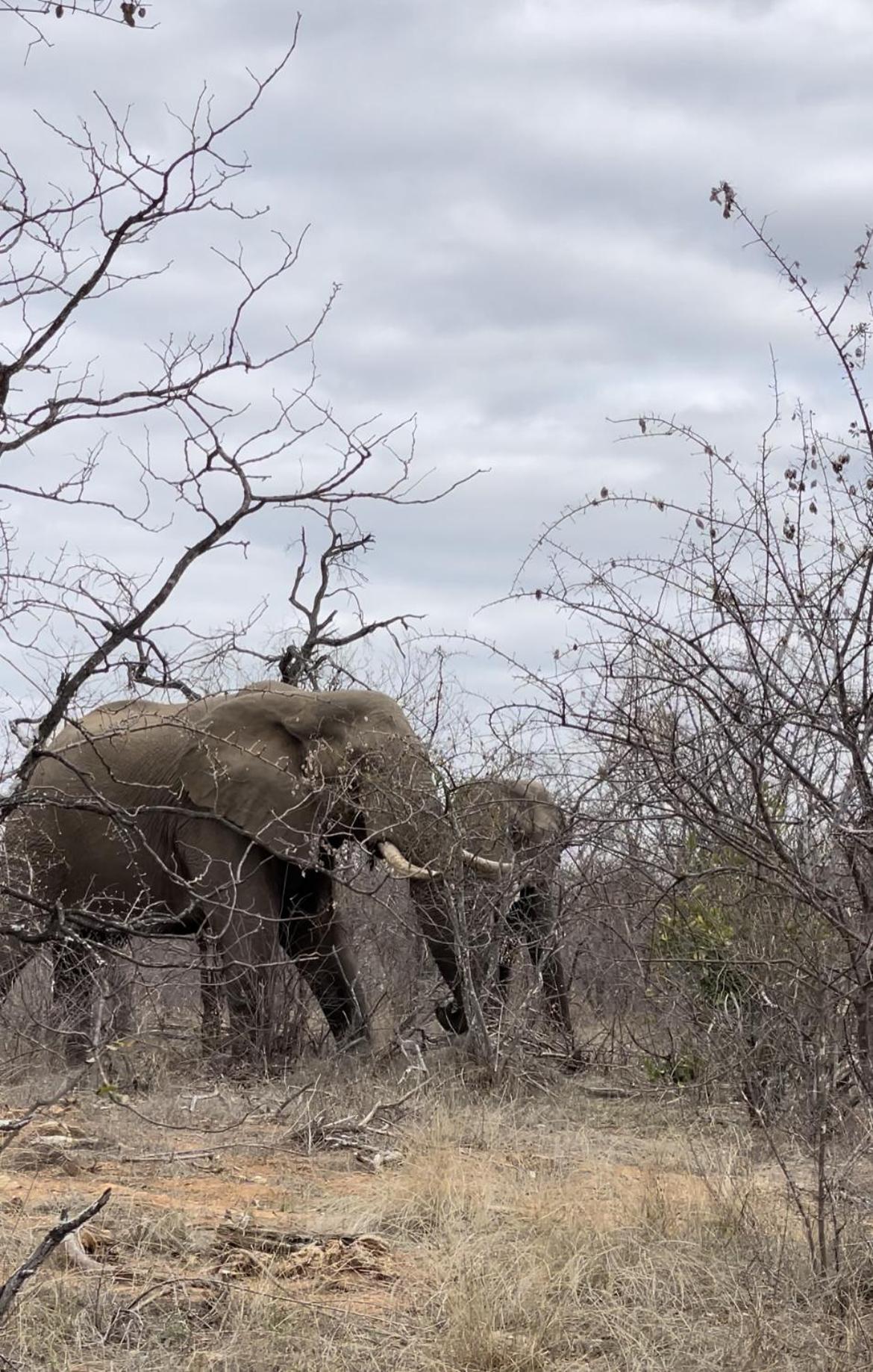 Zambalile @Letaba Ranch view 4