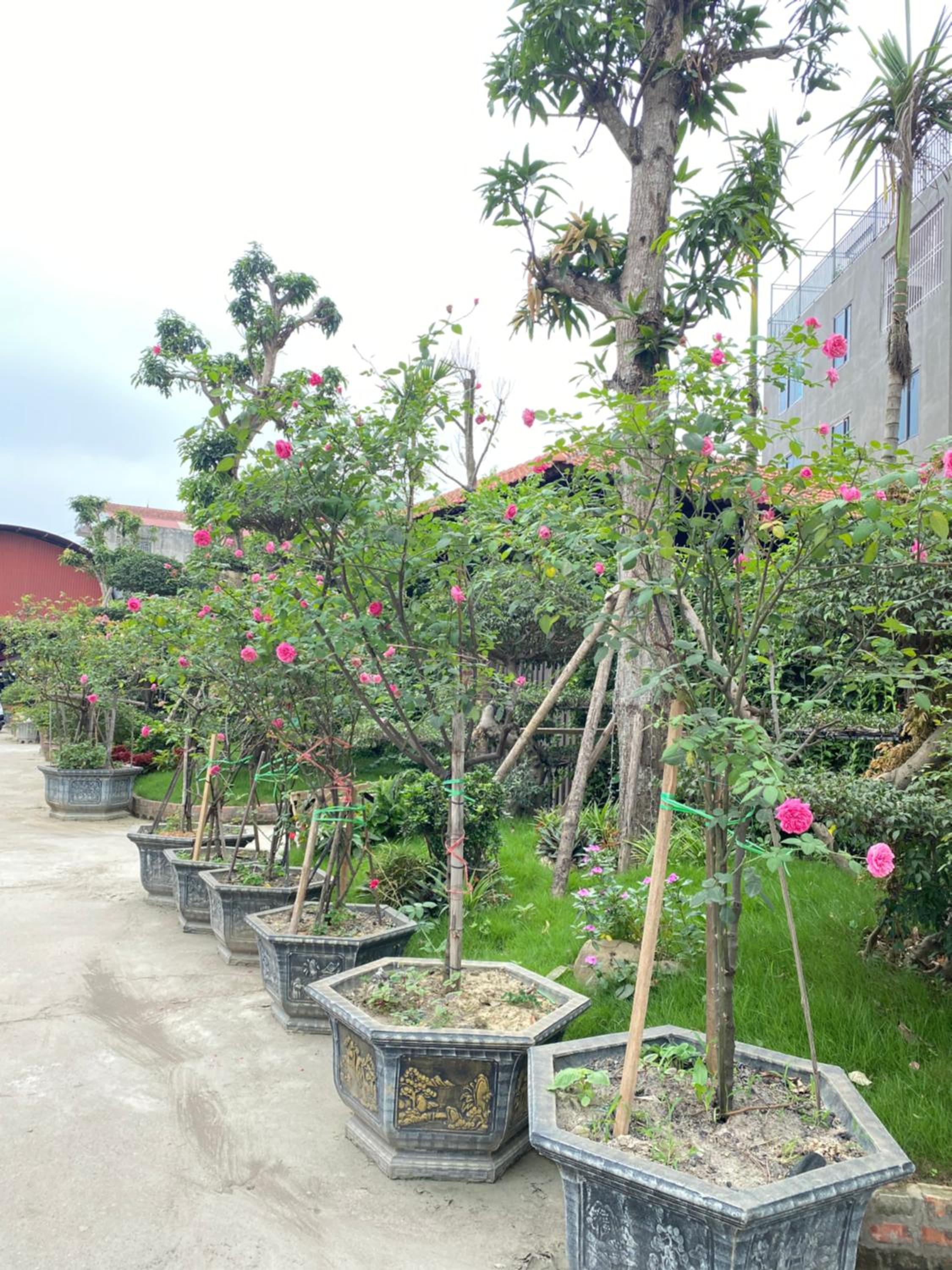 Homestay Sunny