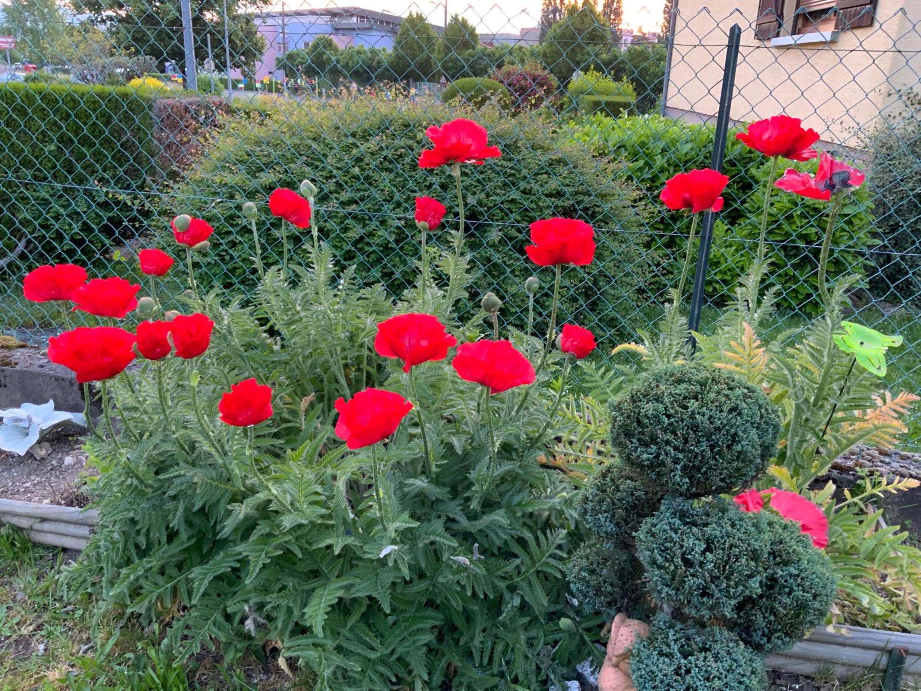 Photo 44