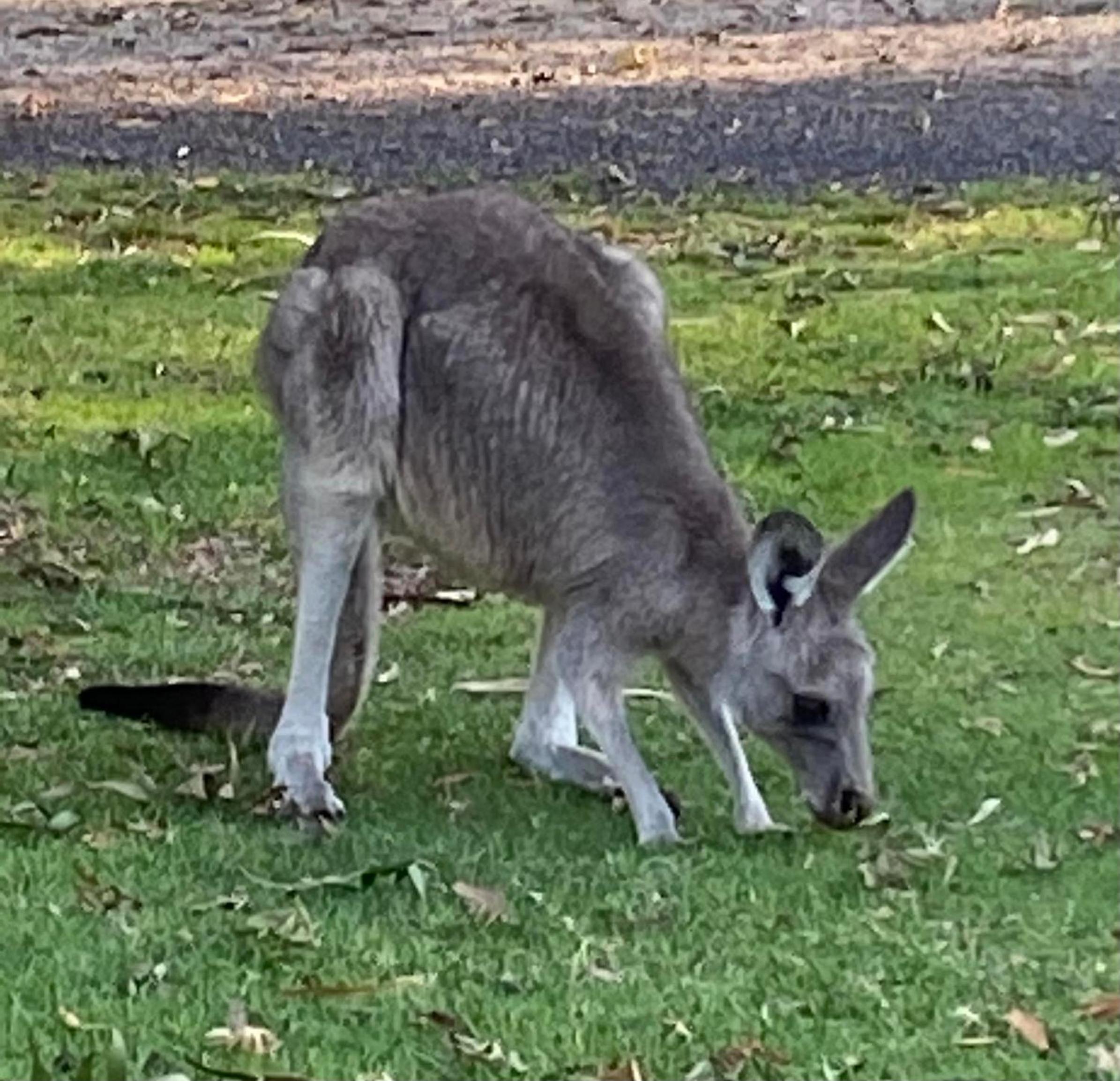Great Ocean Road Wellness and Nature Stay