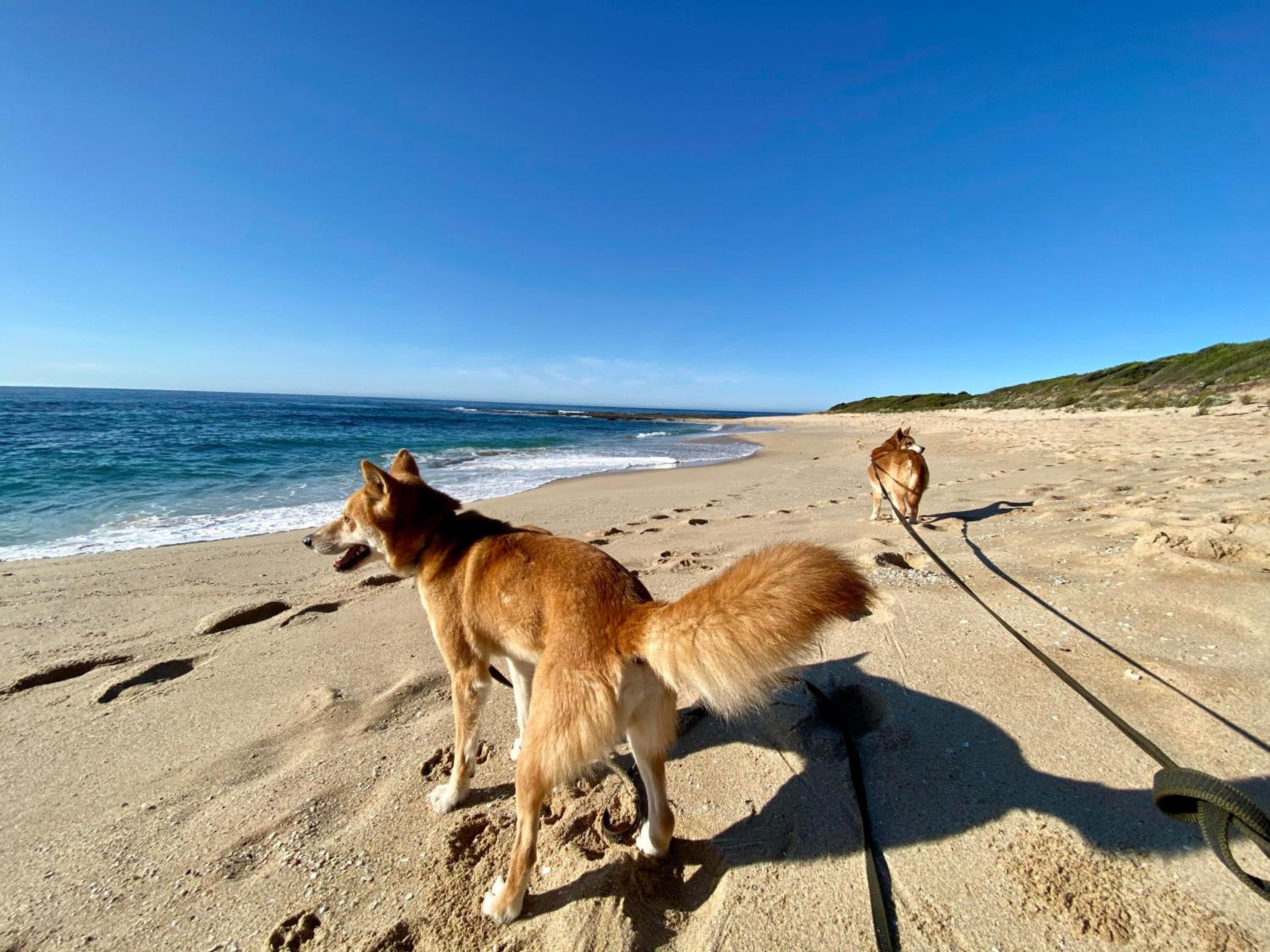 Great Ocean Road Wellness and Nature Stay