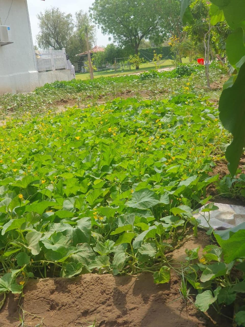 Holiday farm jodhpur