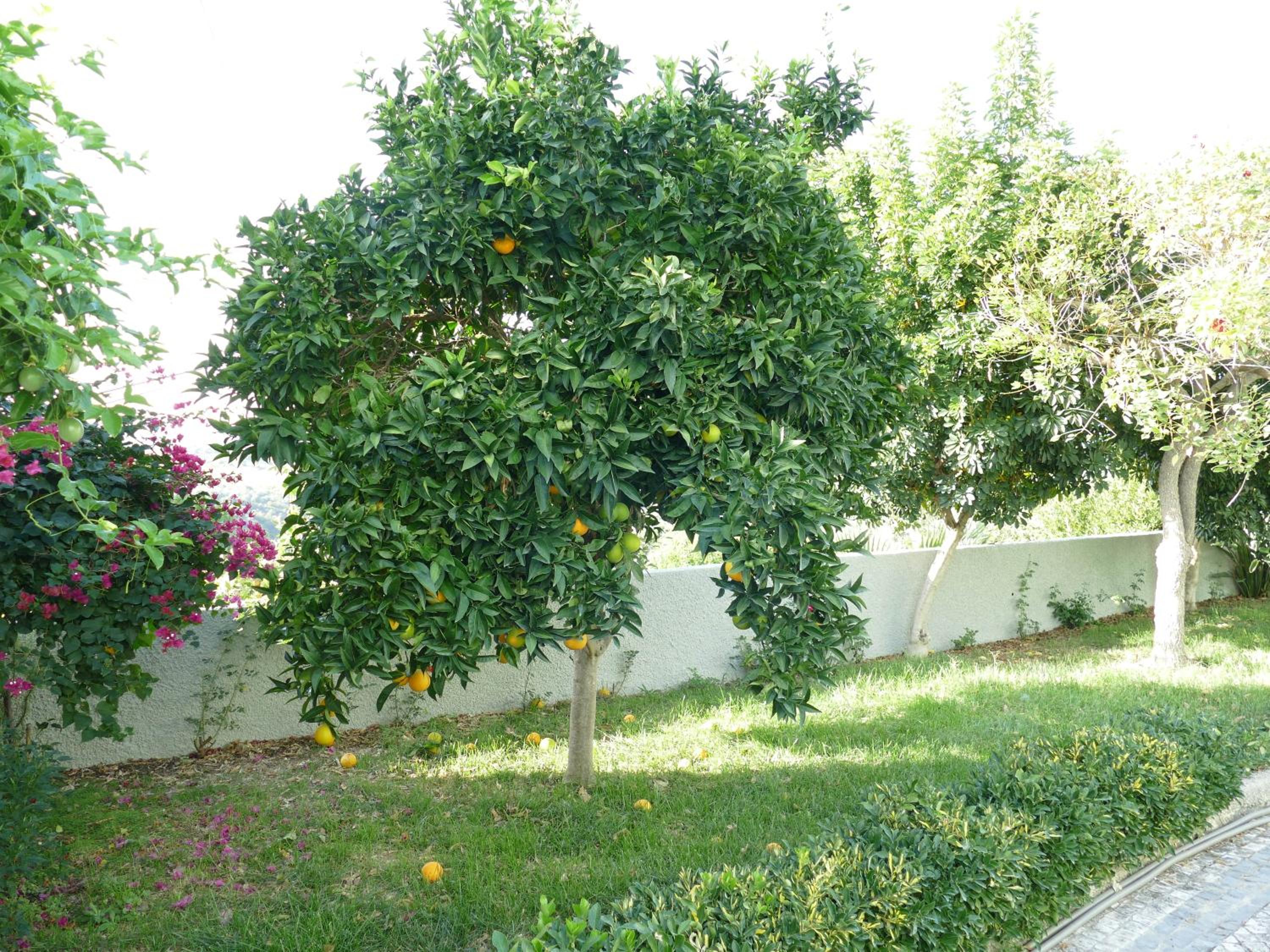 Photo 32