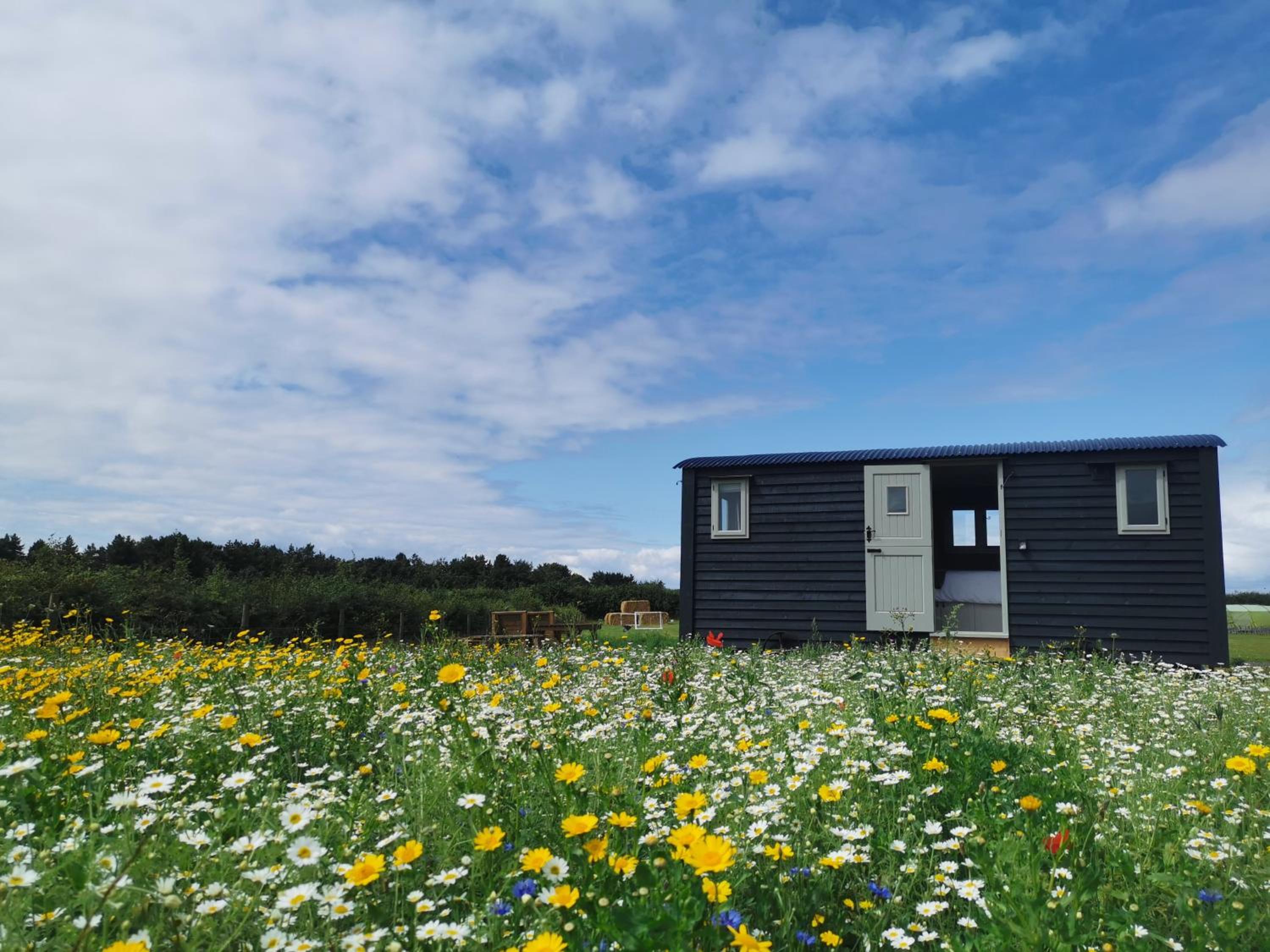 Barley Shepherd Hut - Snettisham Meadows view 2