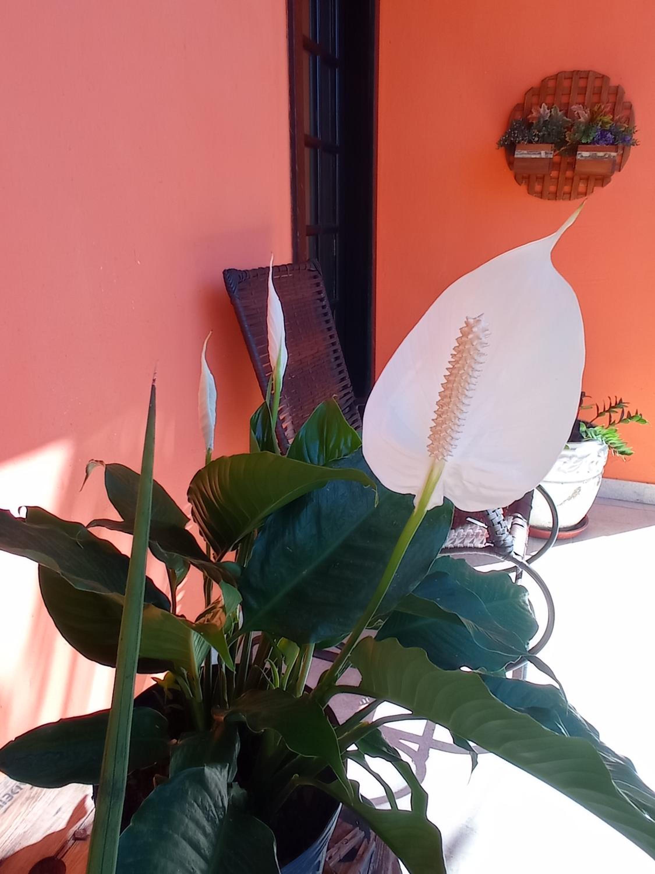 sítio recanto verde do sol