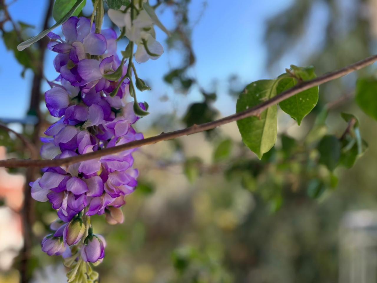 Wisteria