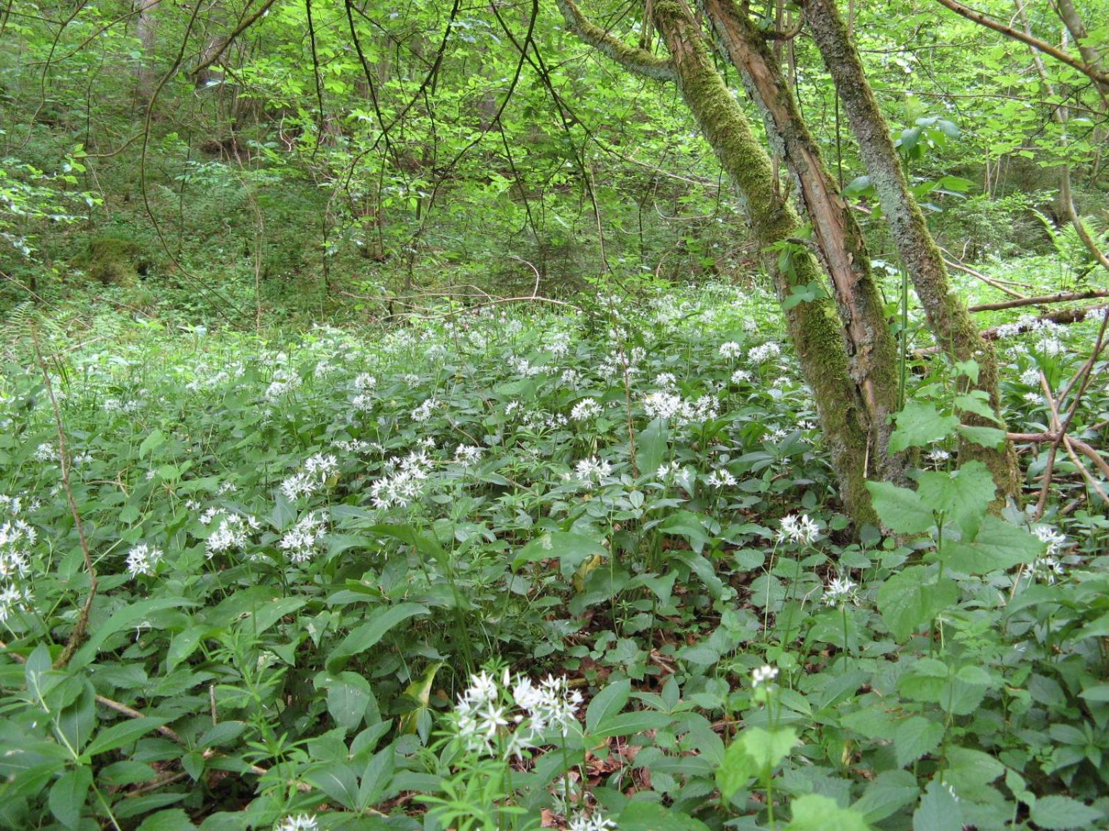 Photo 46