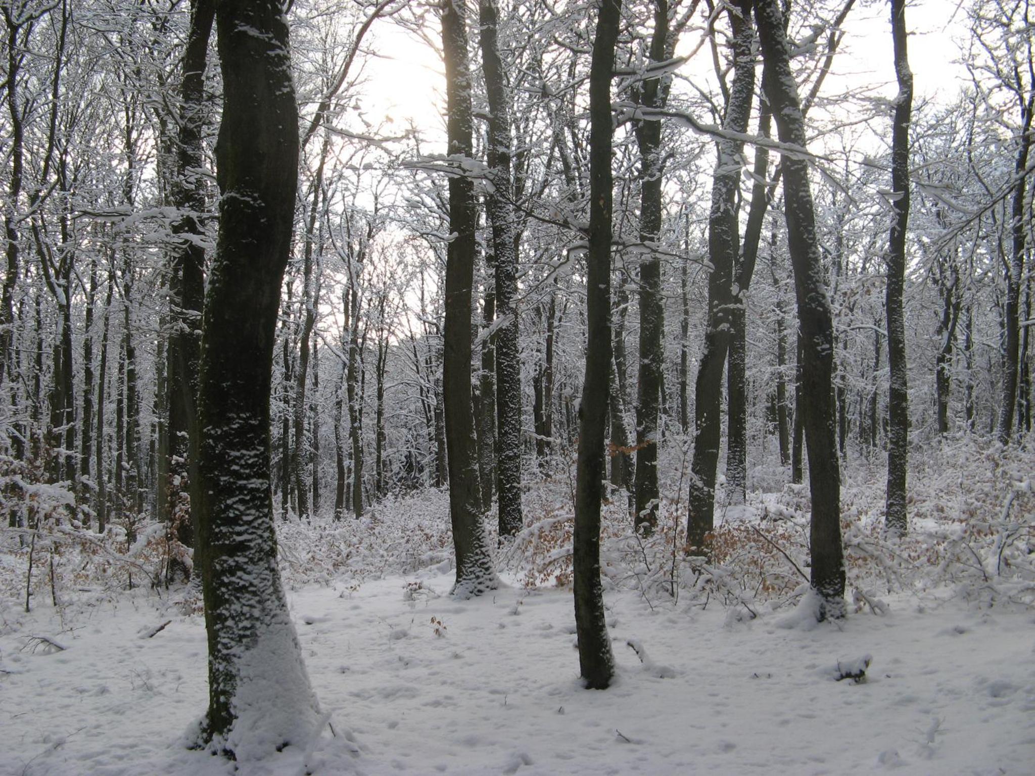 Photo 44