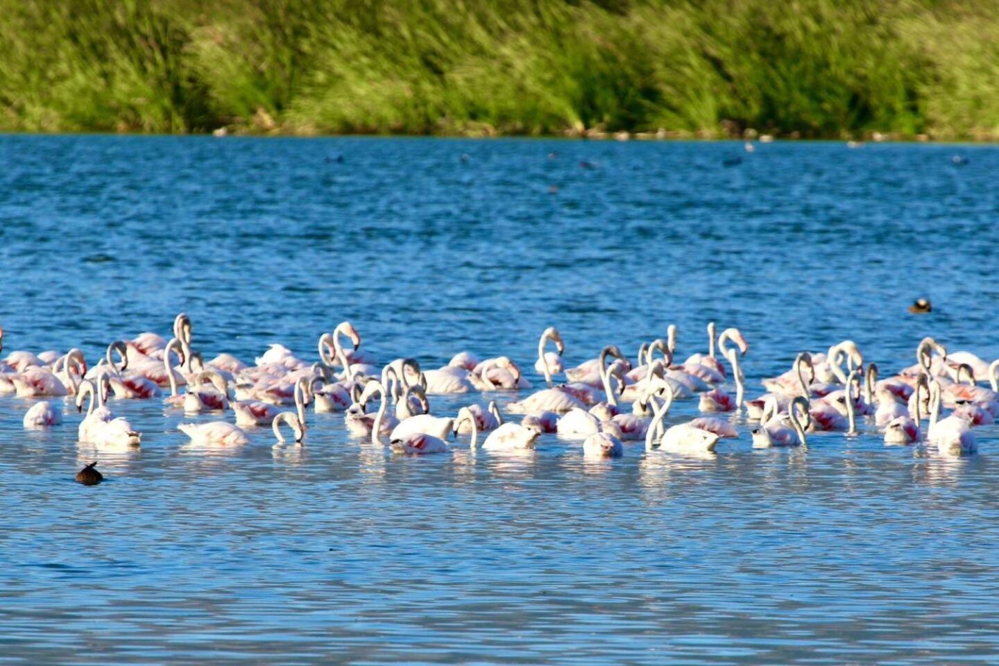 Flamingo View