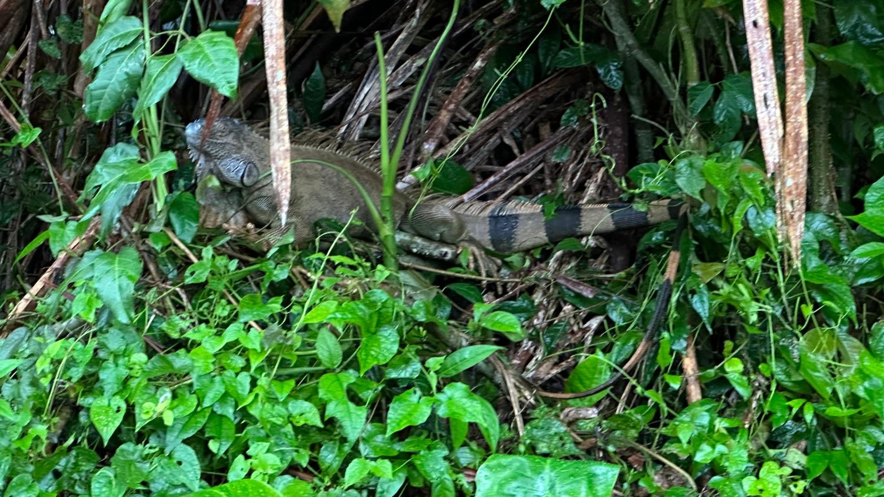 Natural Experience House