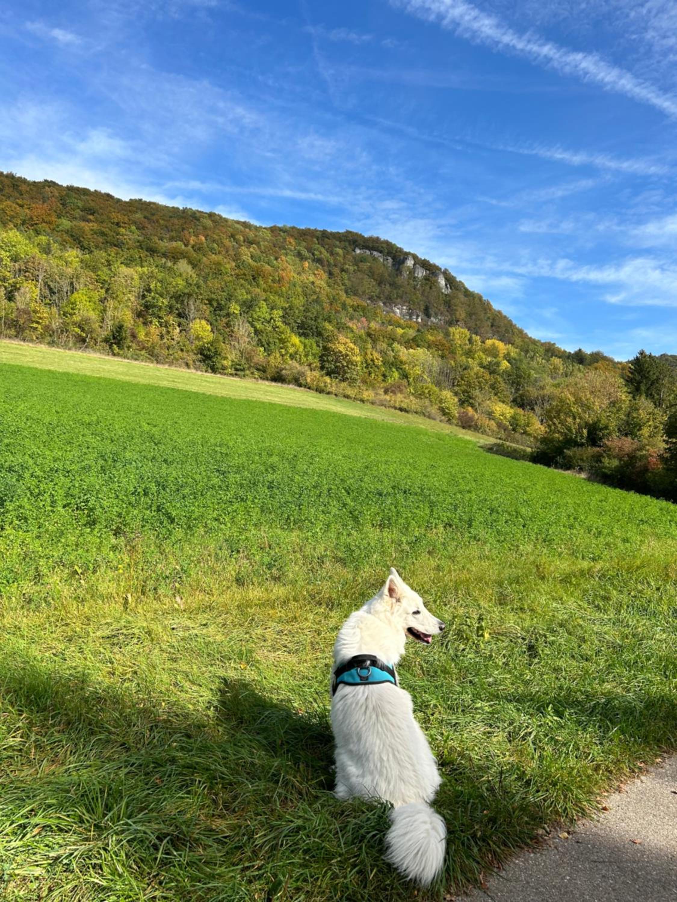 Ländliche Fewo Wildblume, 4 km zum Stausee