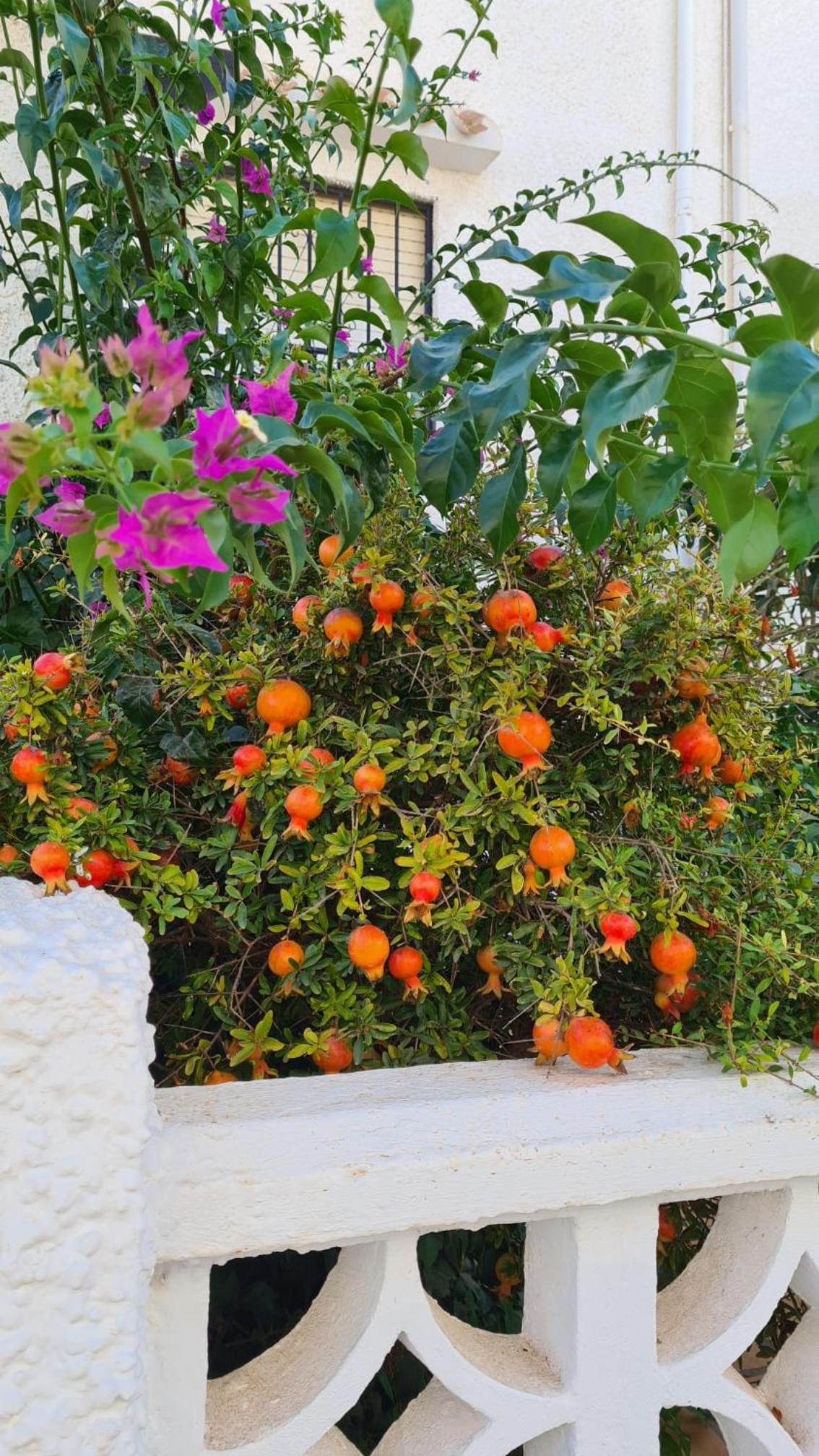 Ferienwohnung, Spanien,Strand La Mata