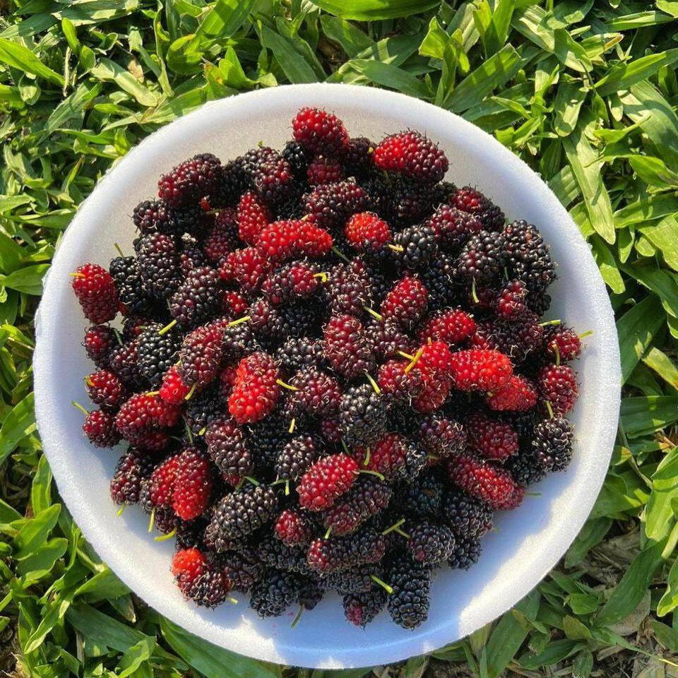 Fazenda Nuvem Branca