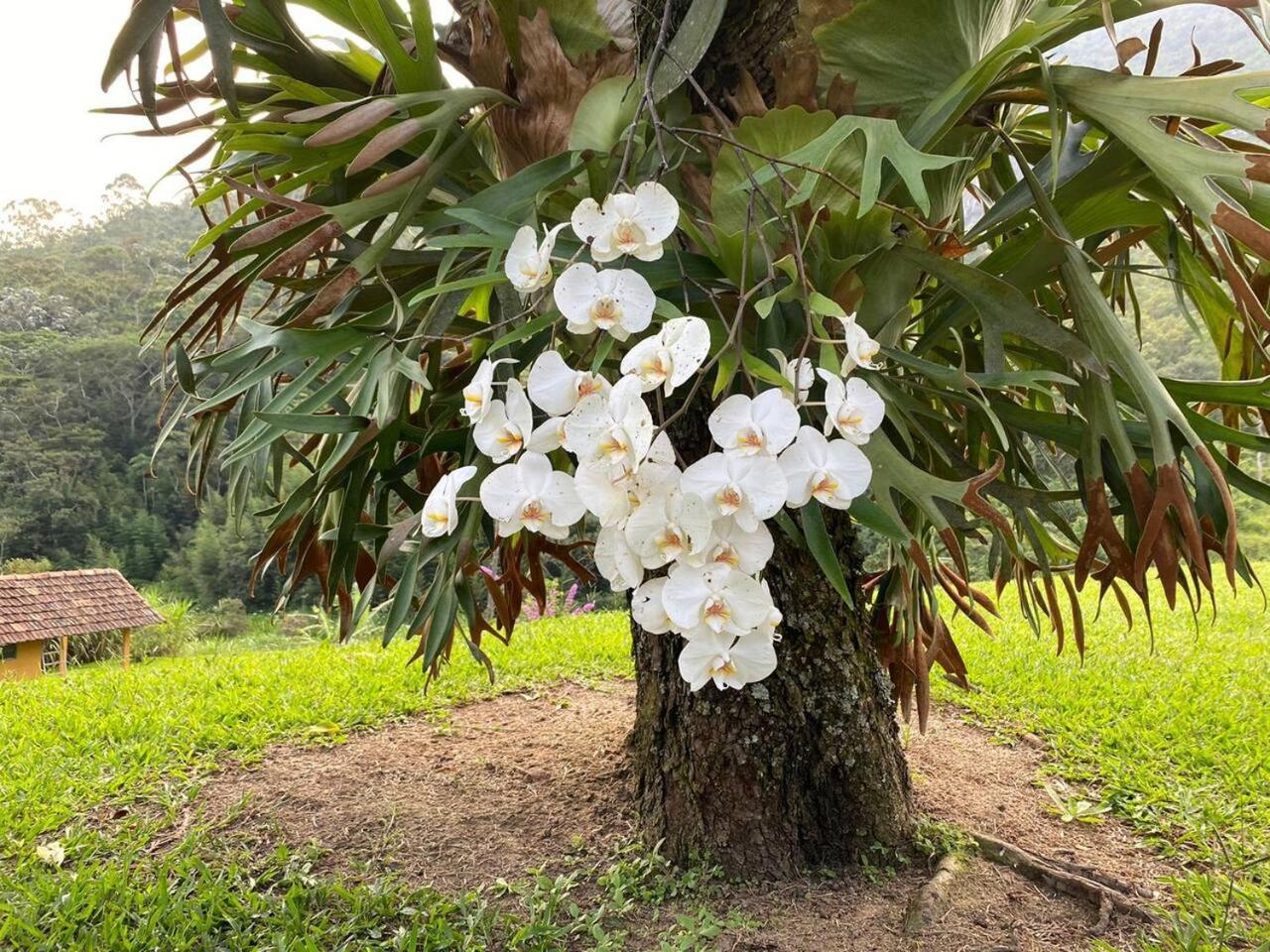 Fazenda Nuvem Branca