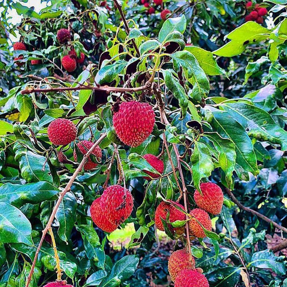 Fazenda Nuvem Branca