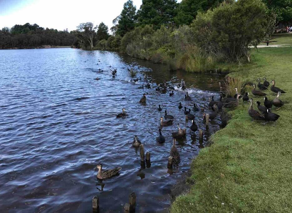 Tullys Hut - Walk to Hikes & Dog Friendly Adventures!