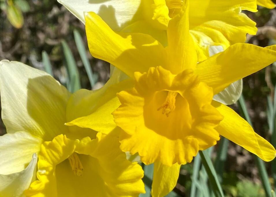 Tullys Hut - Walk to Hikes & Dog Friendly Adventures!