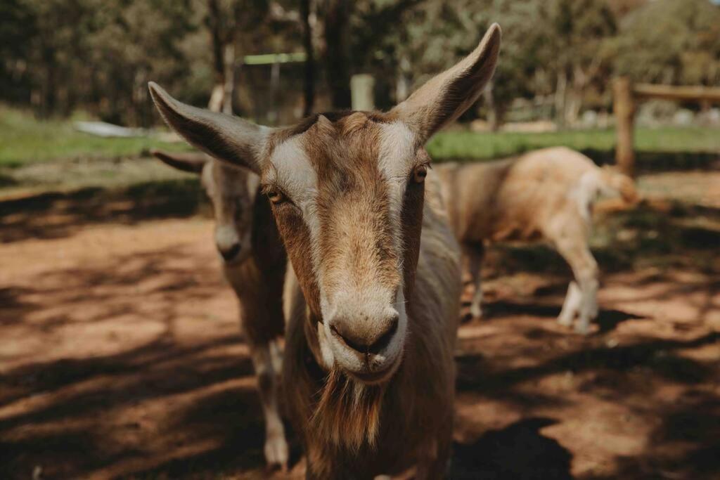 Whimsical Willunga Getaway