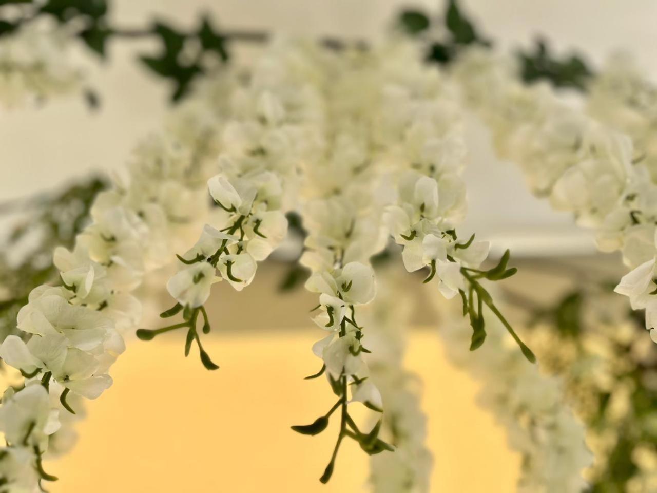 Wisteria