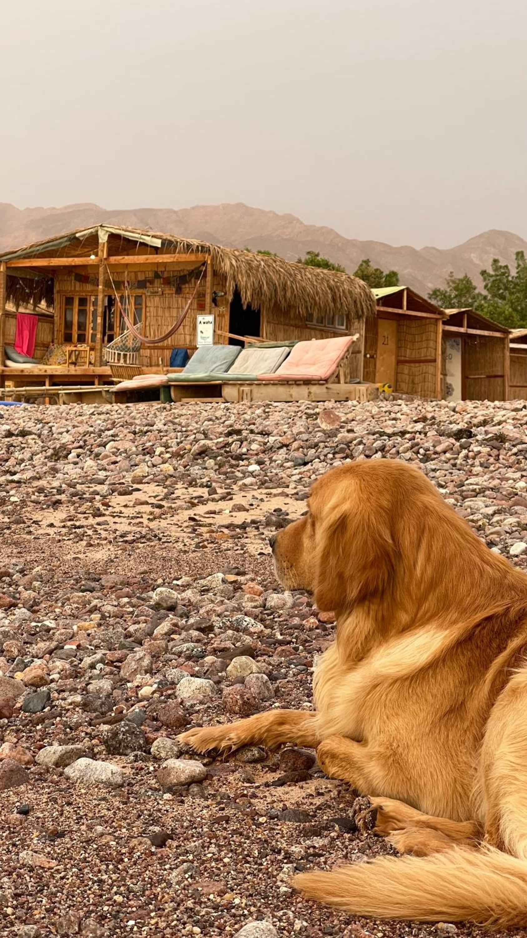 Alwaha Camp