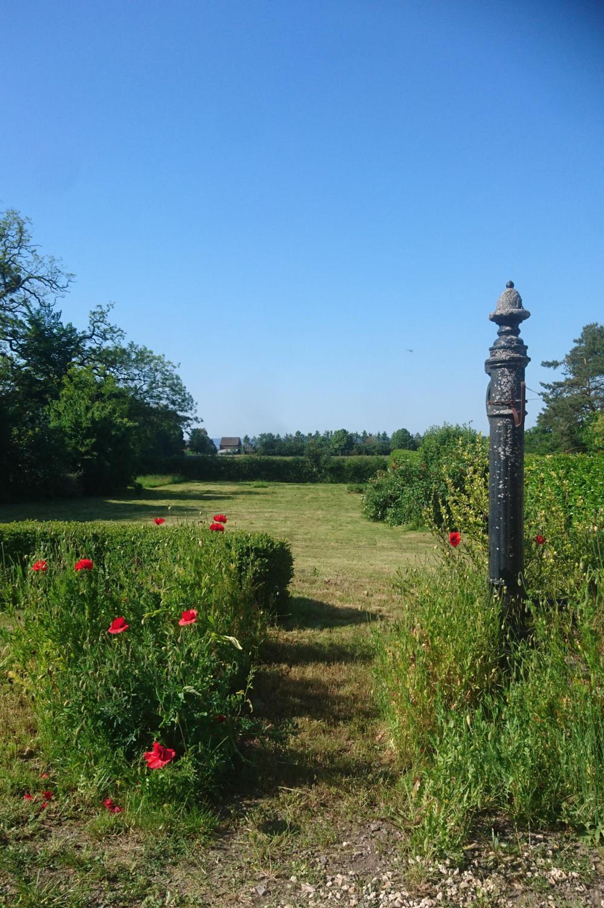 Les Iris - Sohier