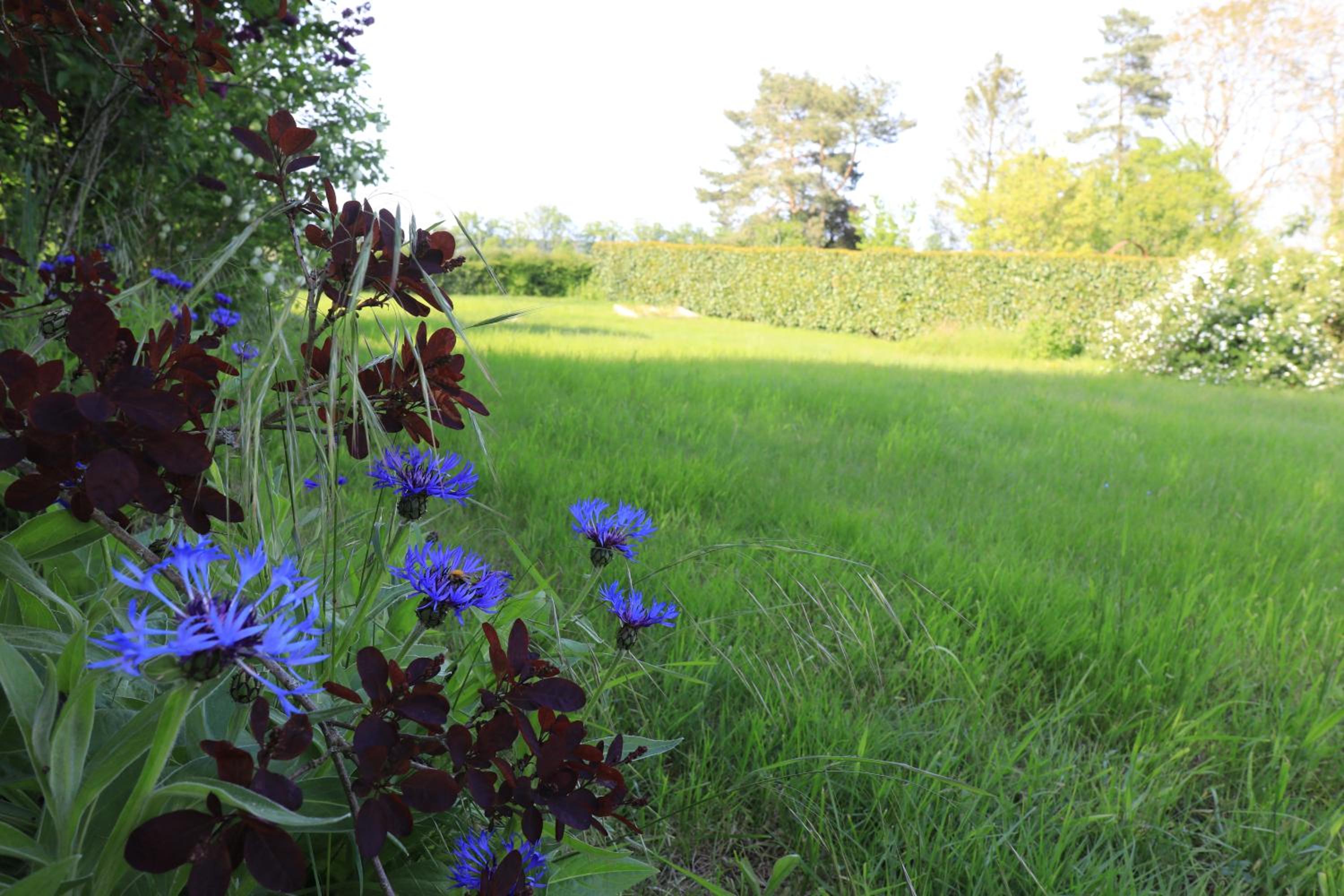 Les Iris - Sohier