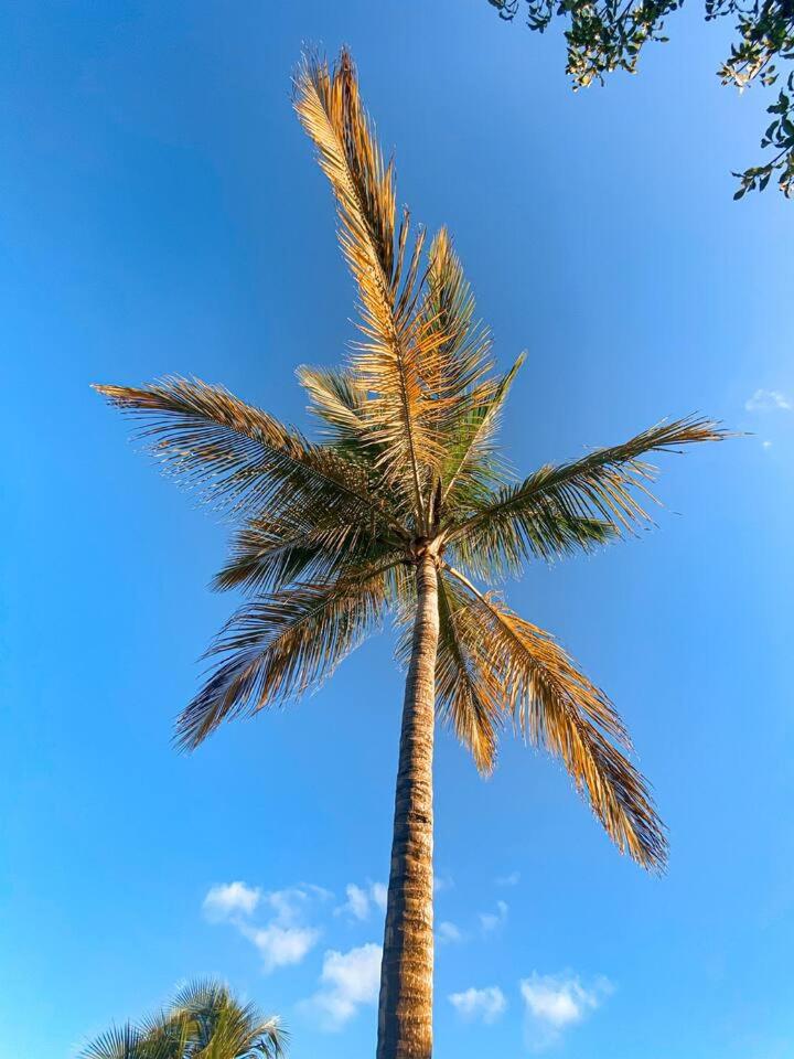 Flamboyant Oasis