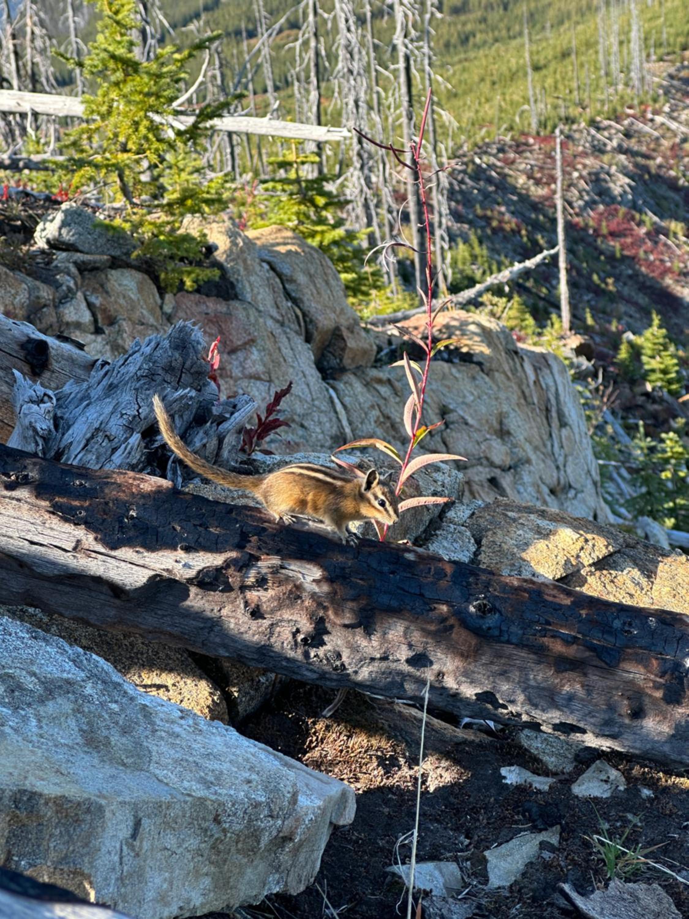 Kootenay Lakeview Retreats - Forest Cabin