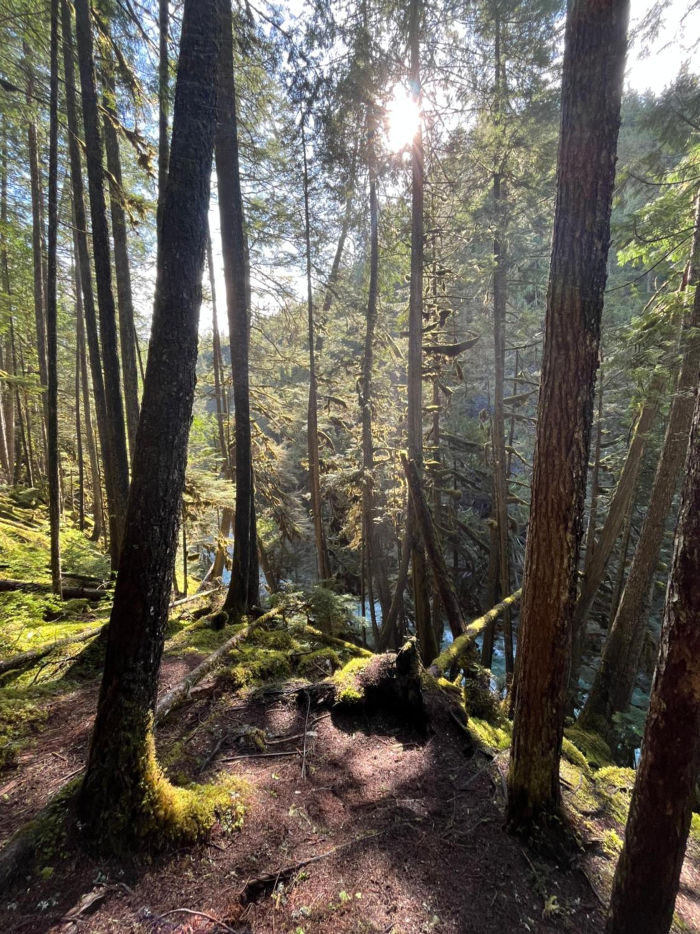 Kootenay Lakeview Retreats - Forest Cabin
