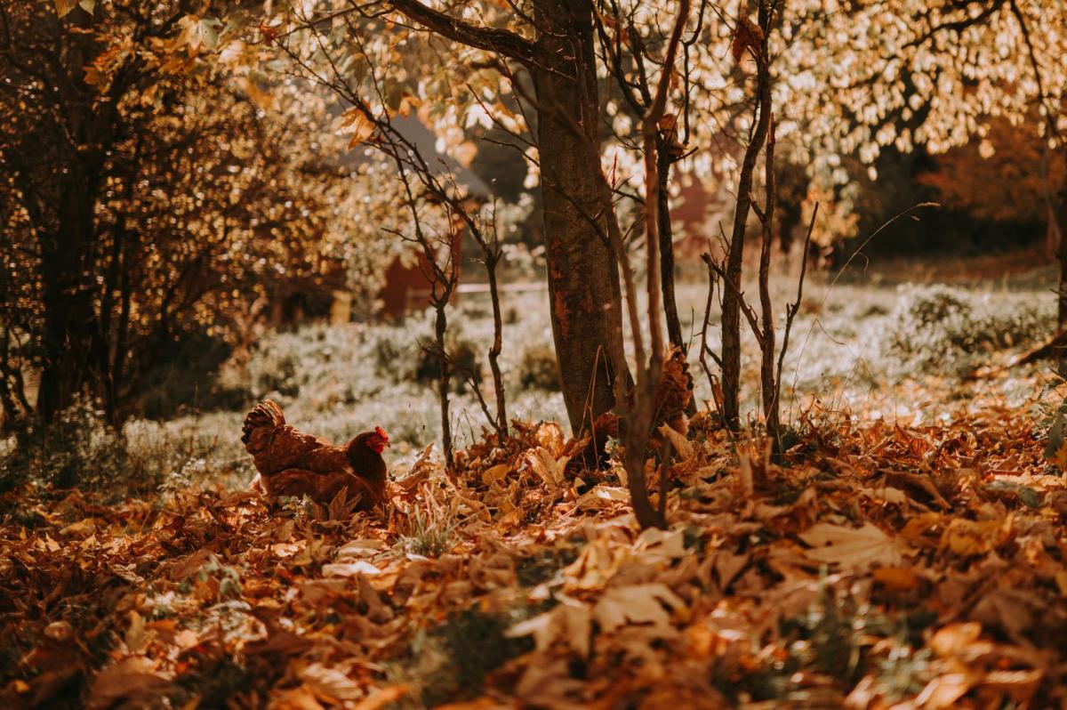Photo 43