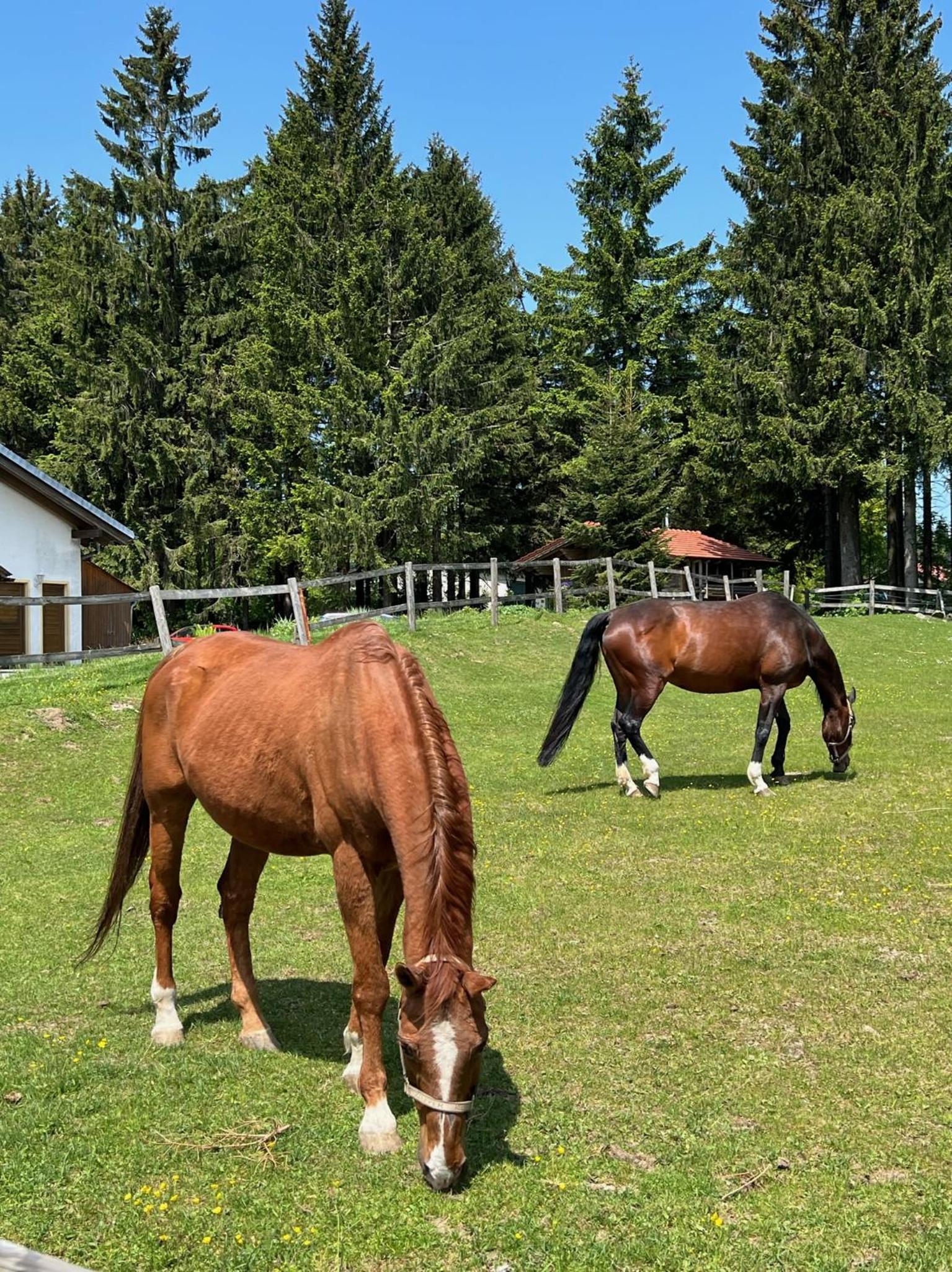 Bavarian Escape Ferienwohnung mit Pool