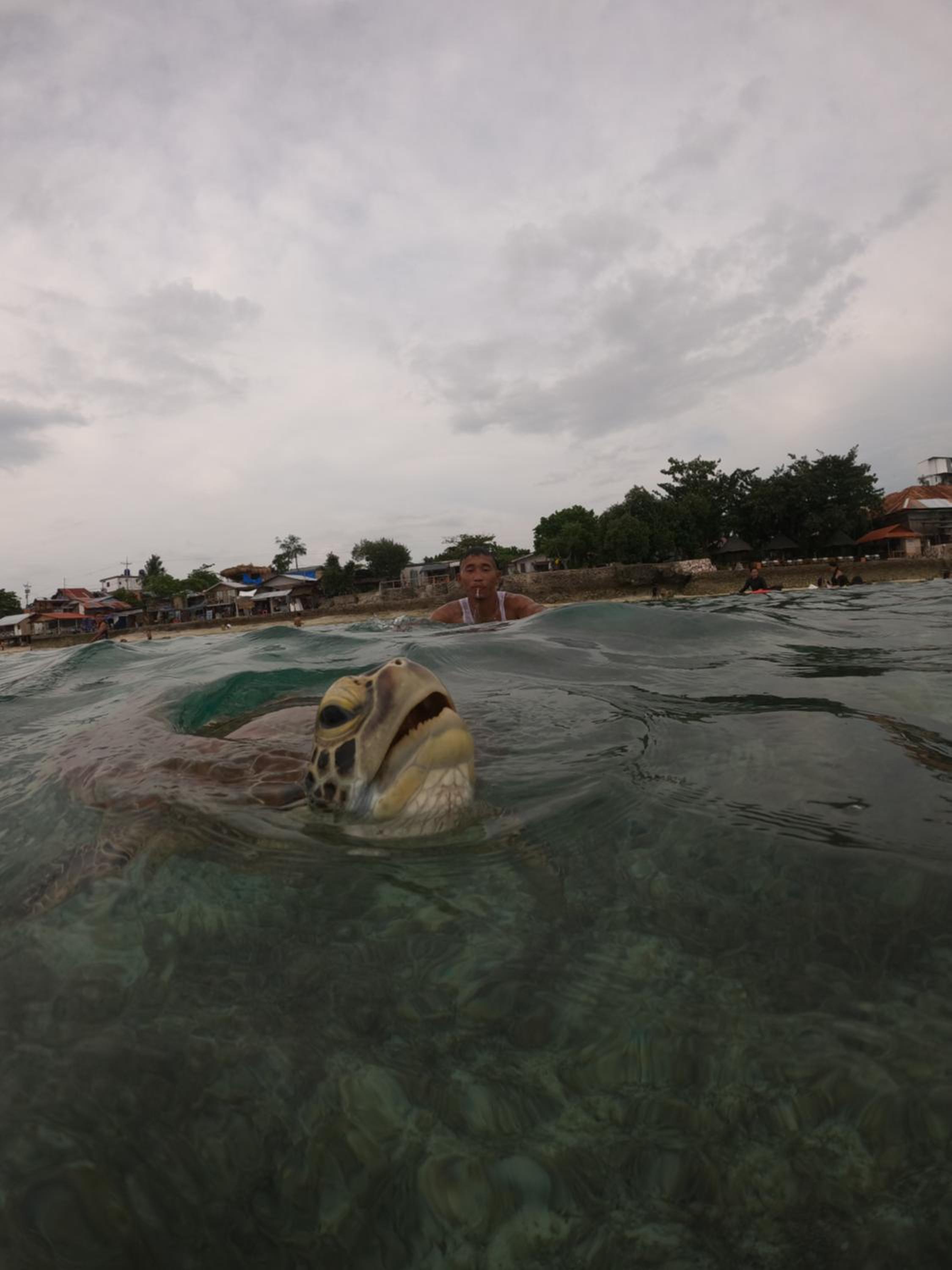 Moalboal Indino's Guesthouse sardines run and sea turtle 1 minute walking distance view 3