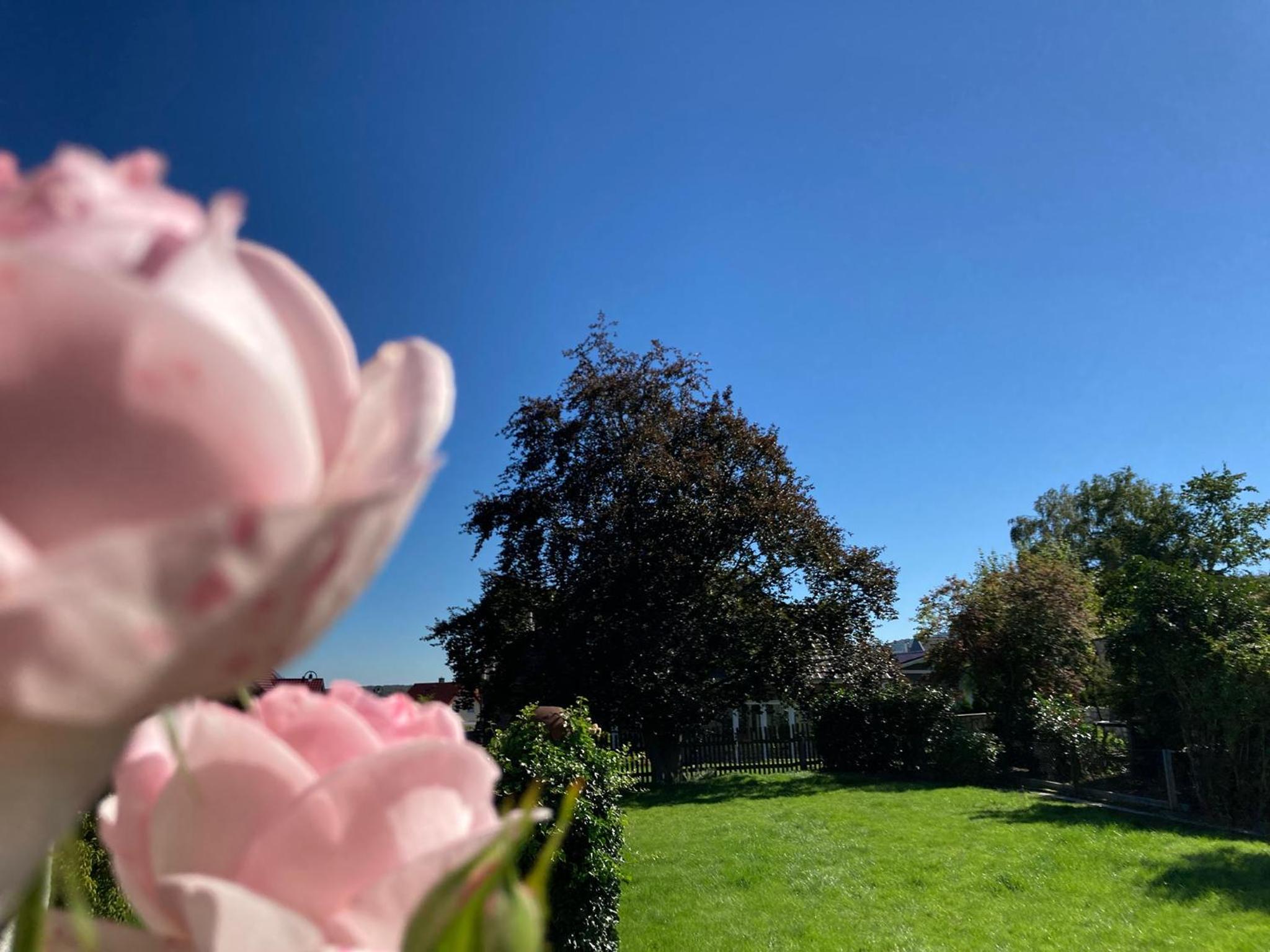 Ferienwohnungen bei der Purpurbuche
