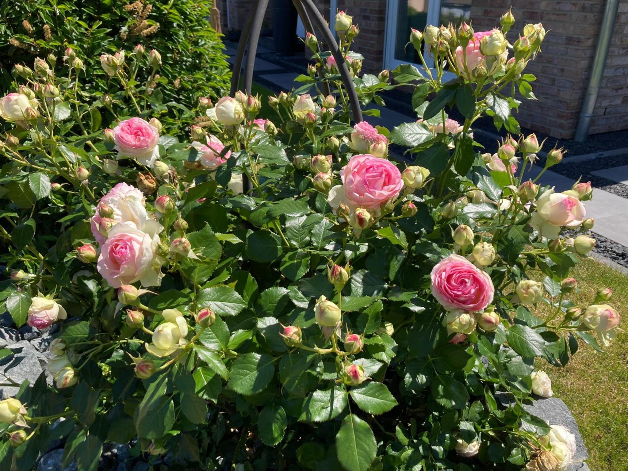 Ferienwohnungen bei der Purpurbuche