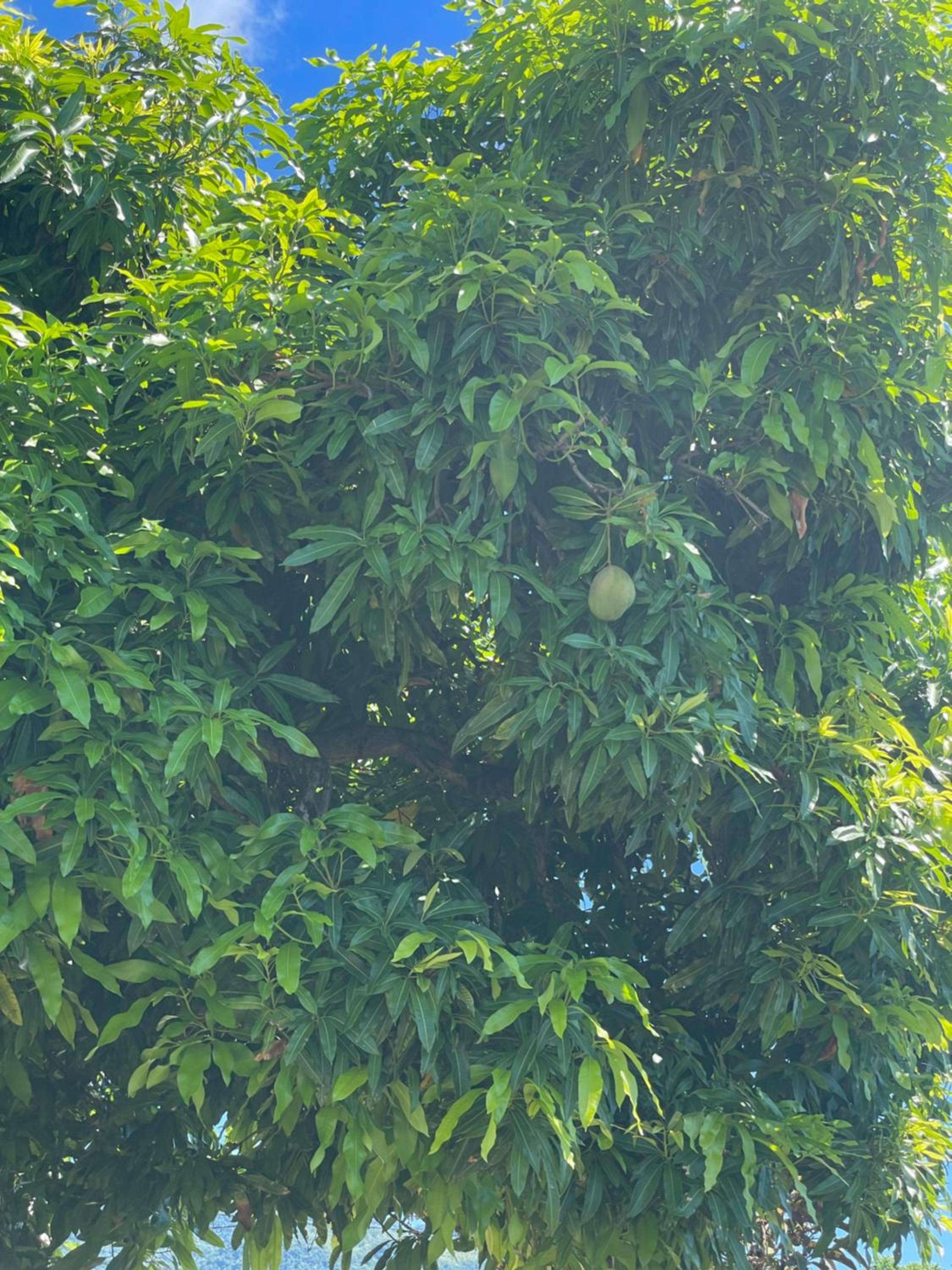 Casamango