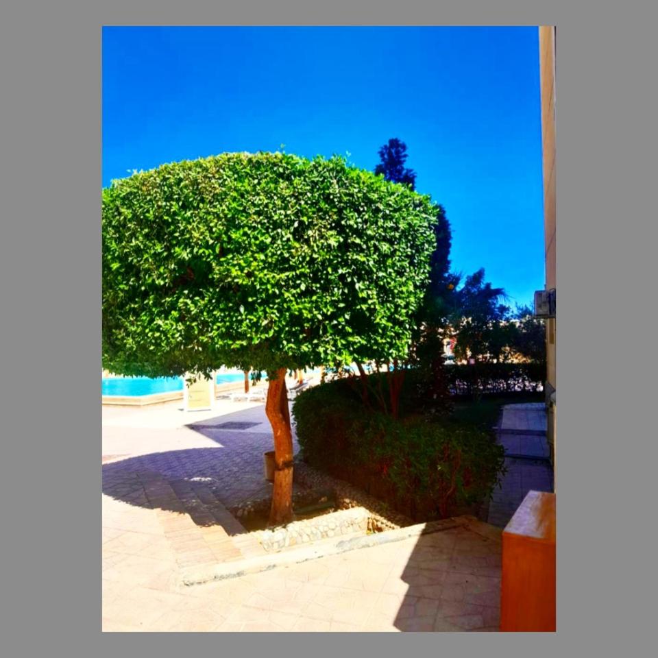 apartment for rent sea view Alhambra