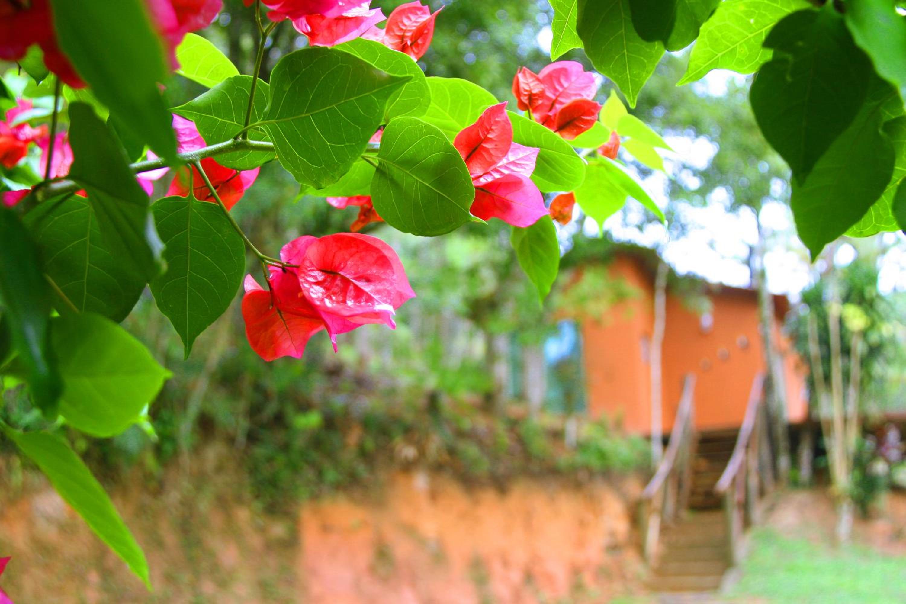 Cabana Refúgio da Mata