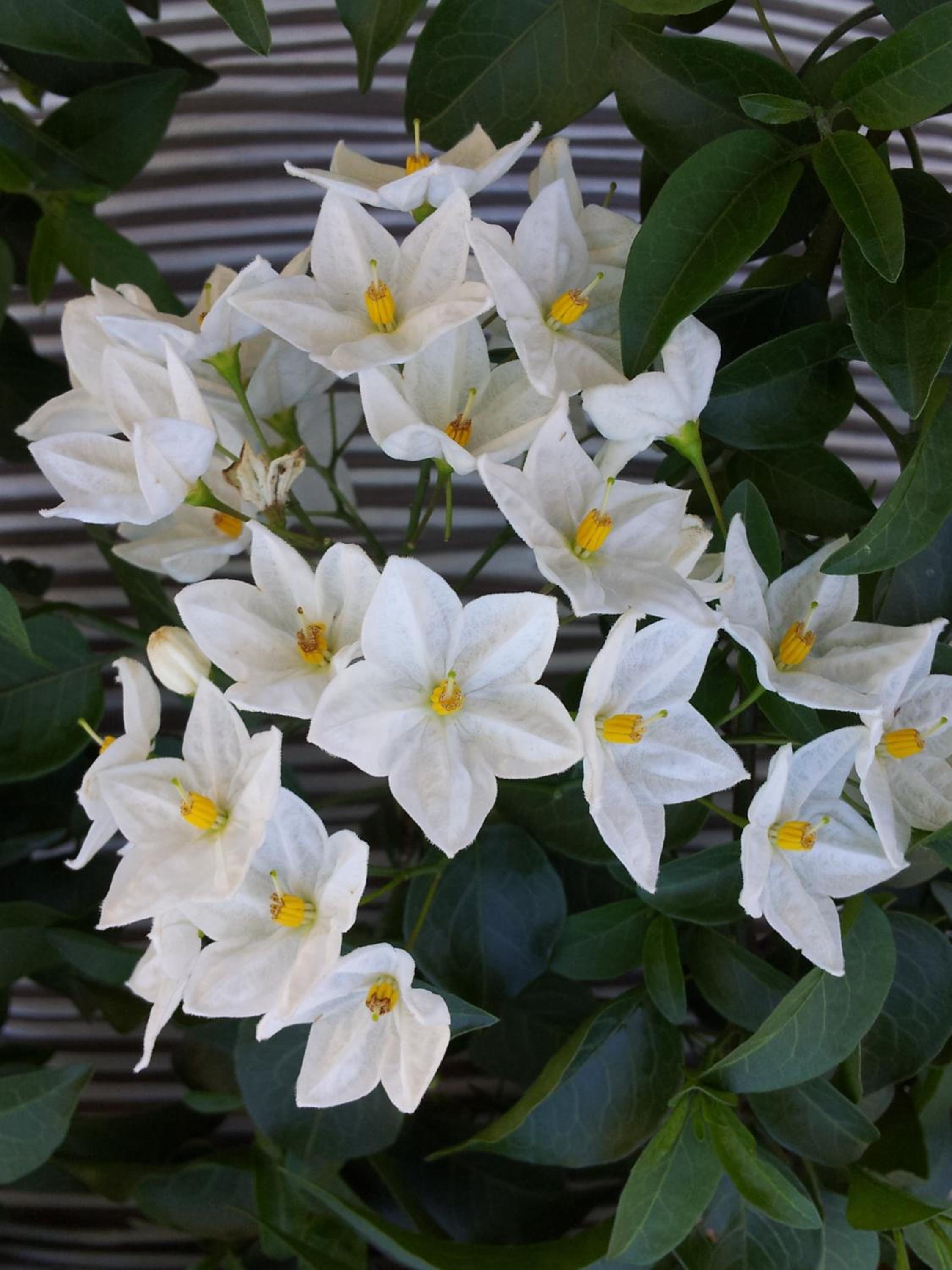 Photo 103