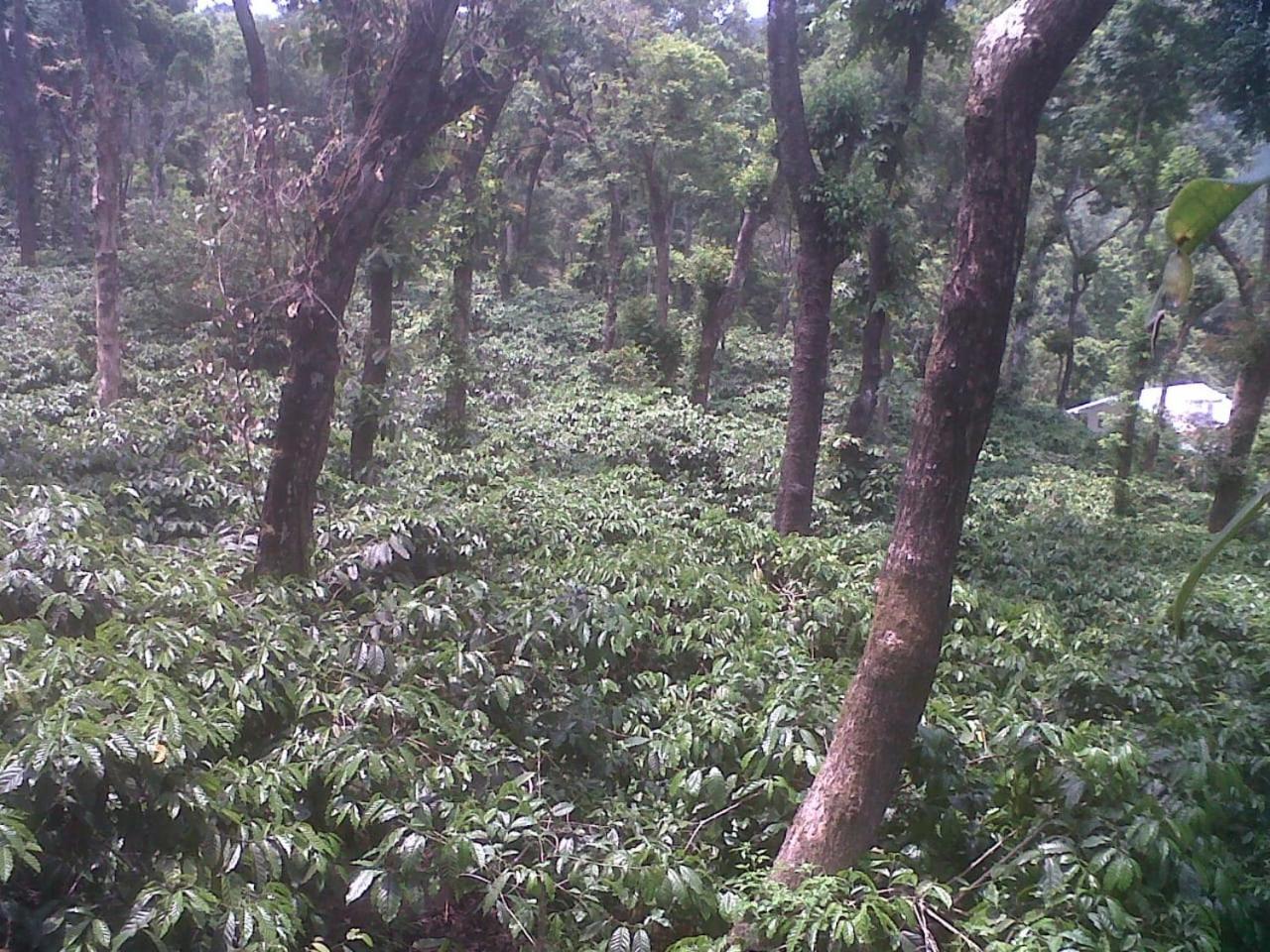 Coorg Northbreeze Estate stay