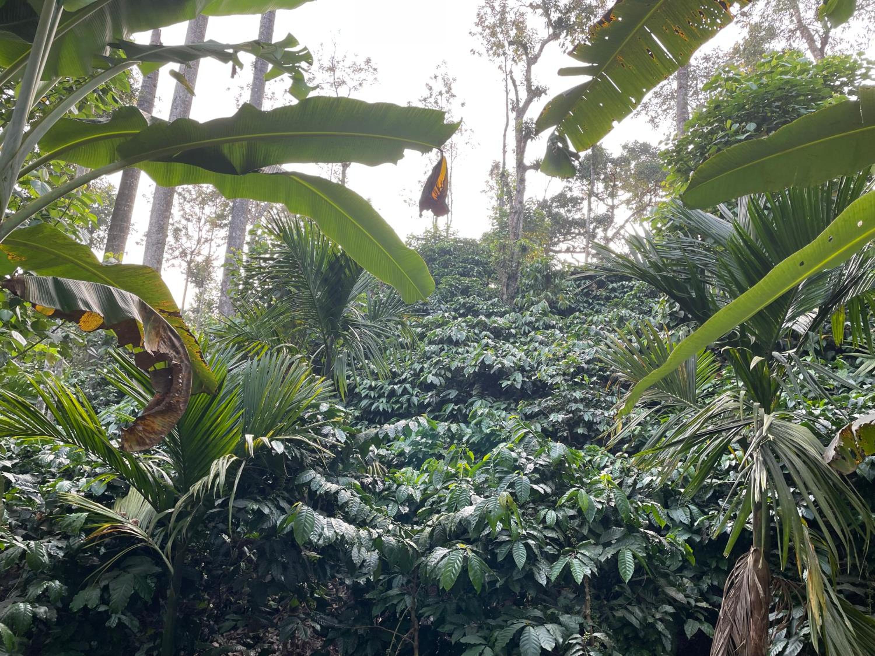 Coorg Northbreeze Estate stay