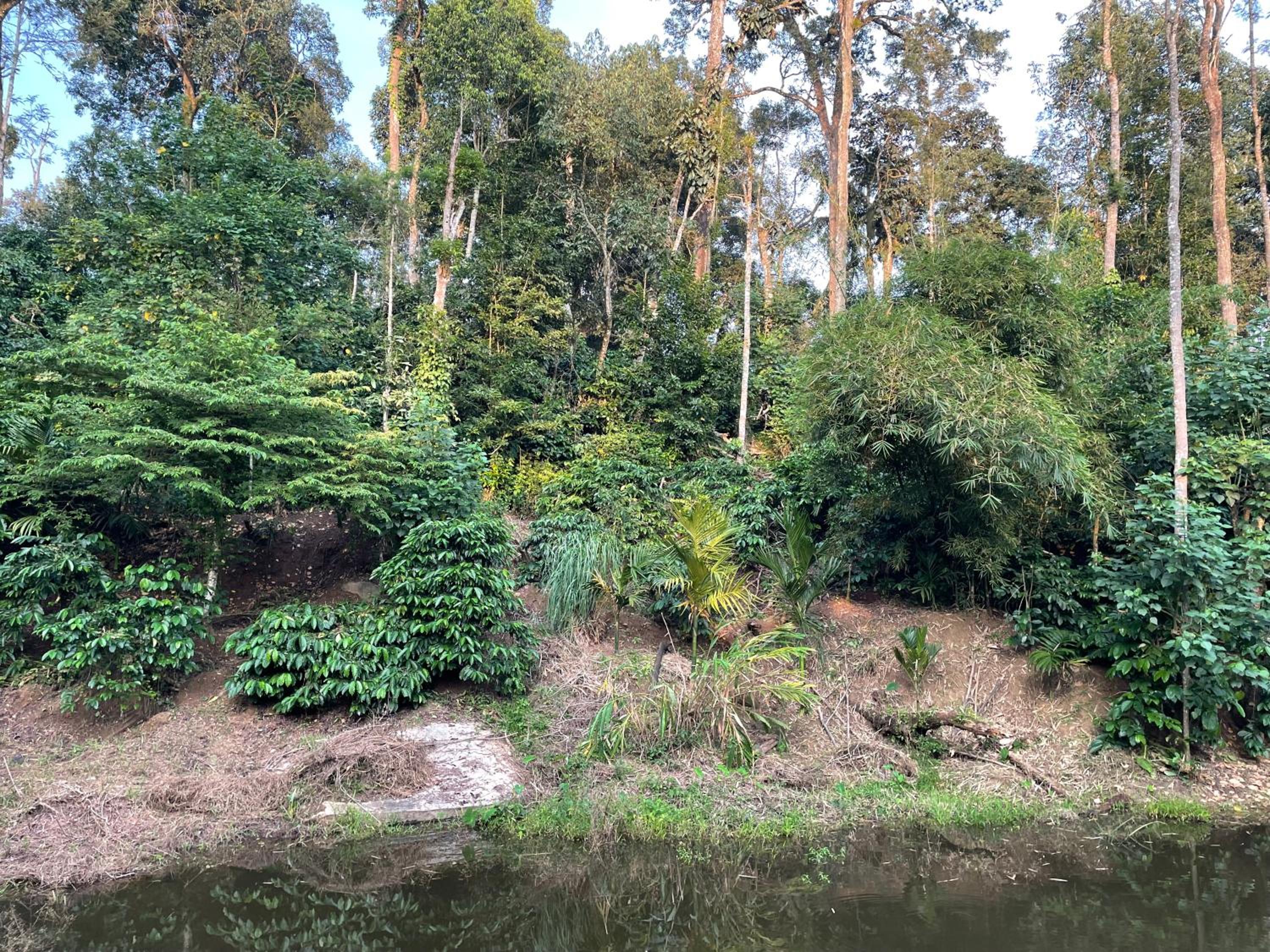 Coorg Northbreeze Estate stay