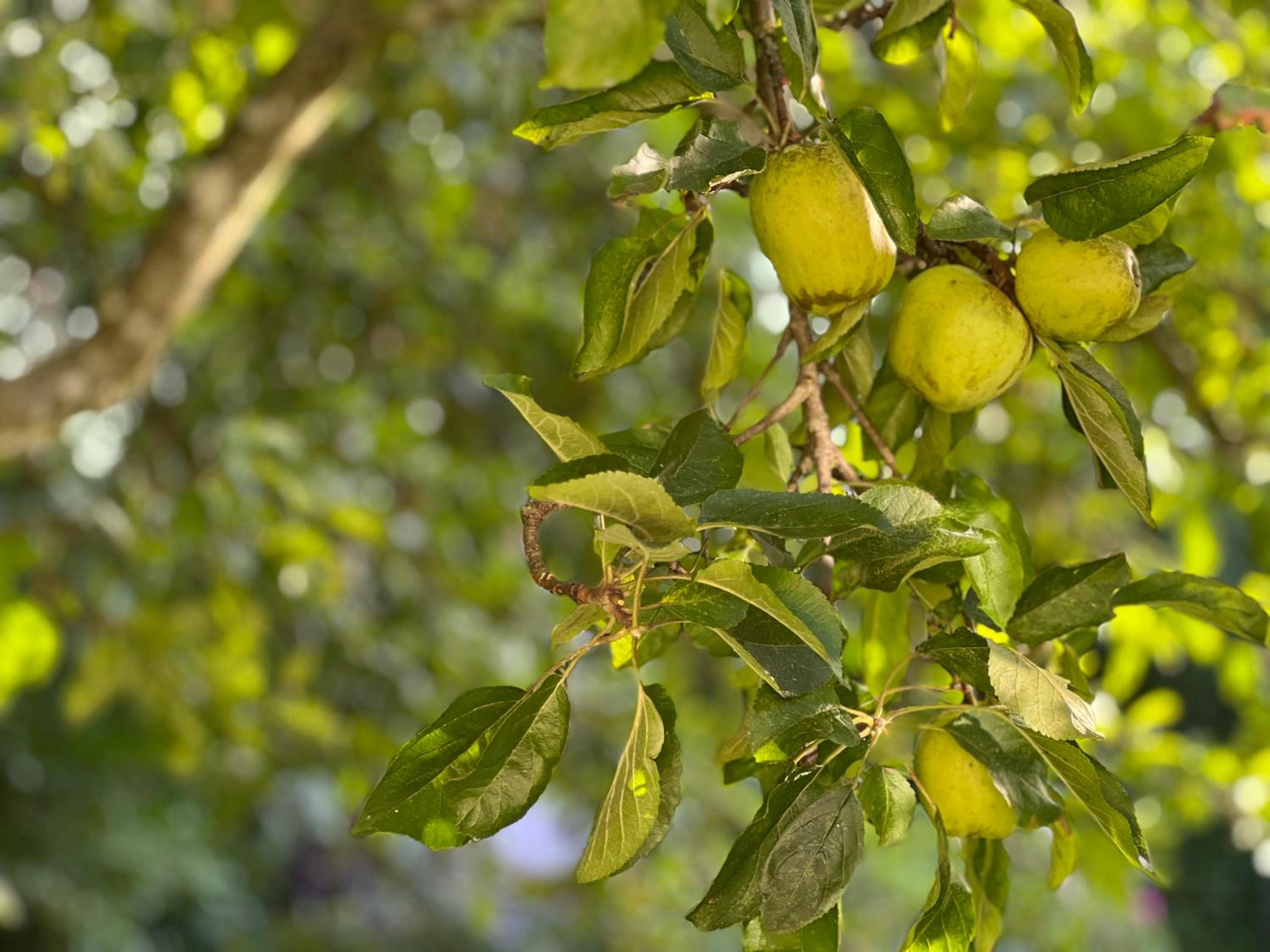 Ferienwohnung Am Apfelbaum - romantische Remise direkt am Golfplatz und der Schlei